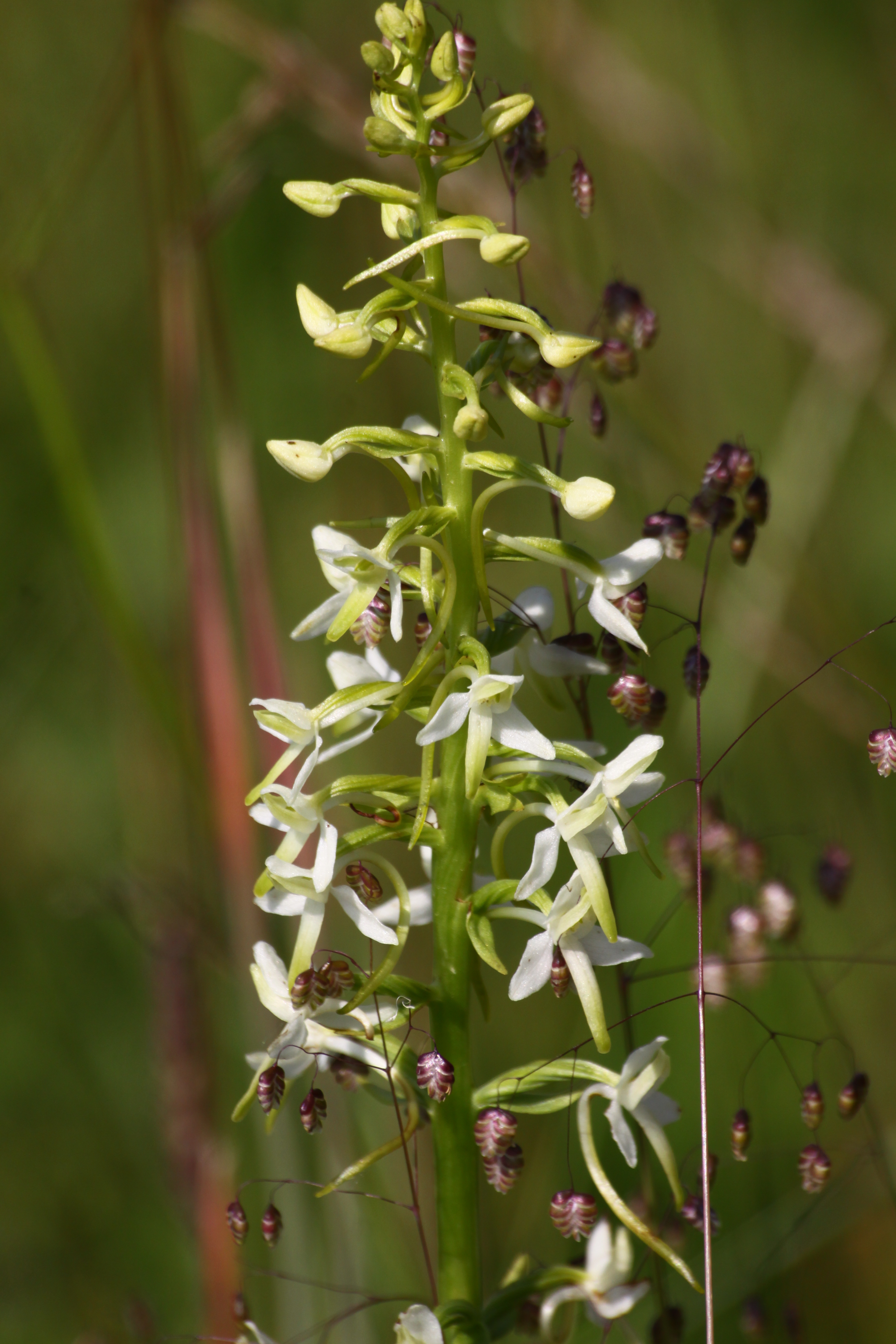 30072013164109 1206 art 1074 platanthera bifolia briza media orfalu Orseg ungarn 0 425 20