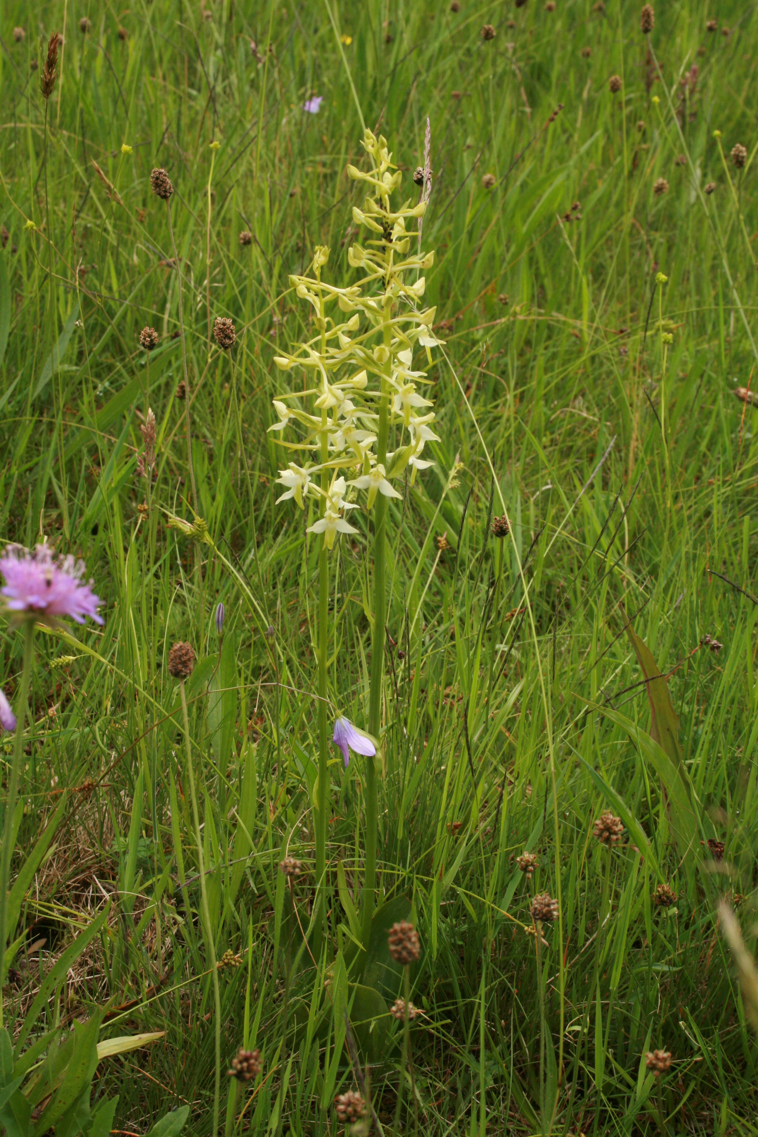30072013164538 1208 art 1074 plathanthera bilfolia miesenbach 16 9
