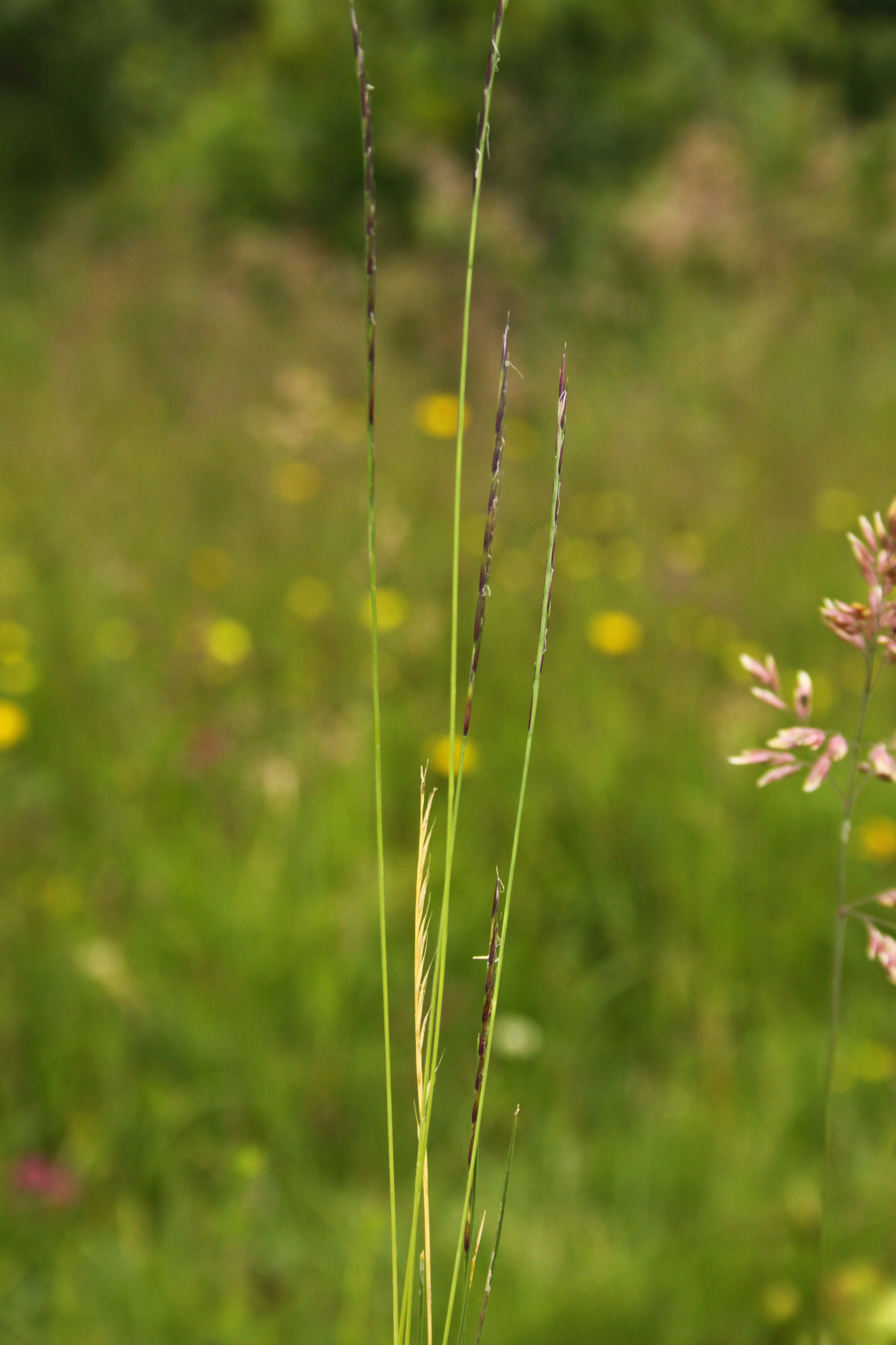 30072013164854 1209 art 1072 nardus stricta orfalu Orseg ungarn 340 50