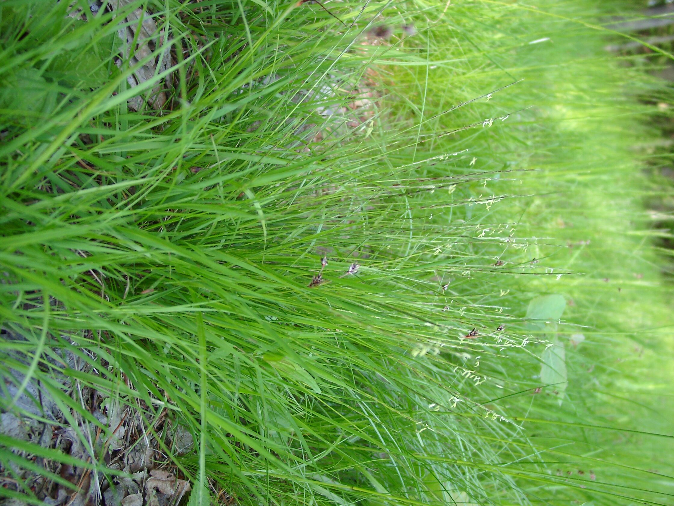 30072013165128 1210 art 1072 nardus stricta 05160078