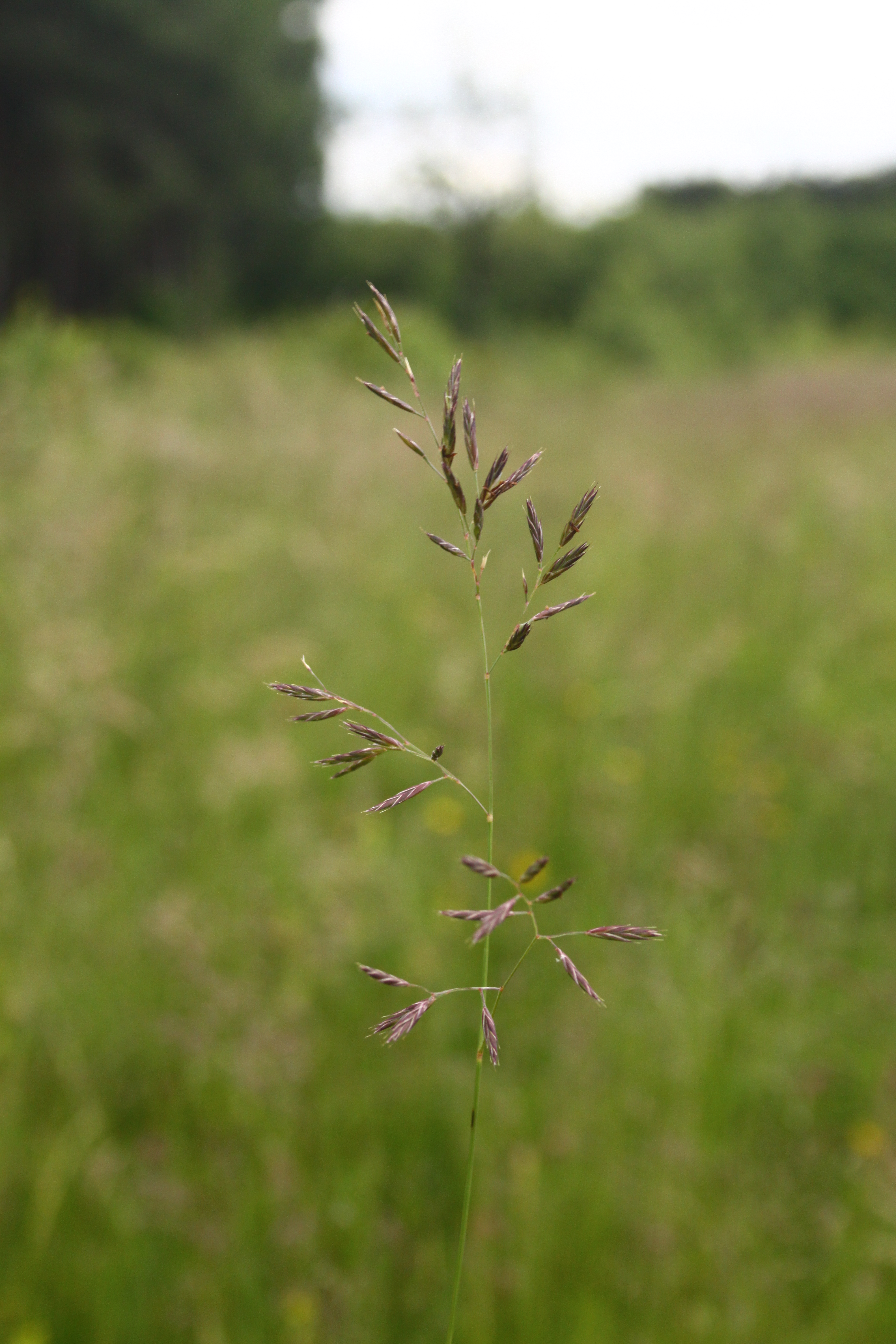 30072013165353 1211 art 1071 festuca rubra agg orfalu Orseg ungarn 340 97