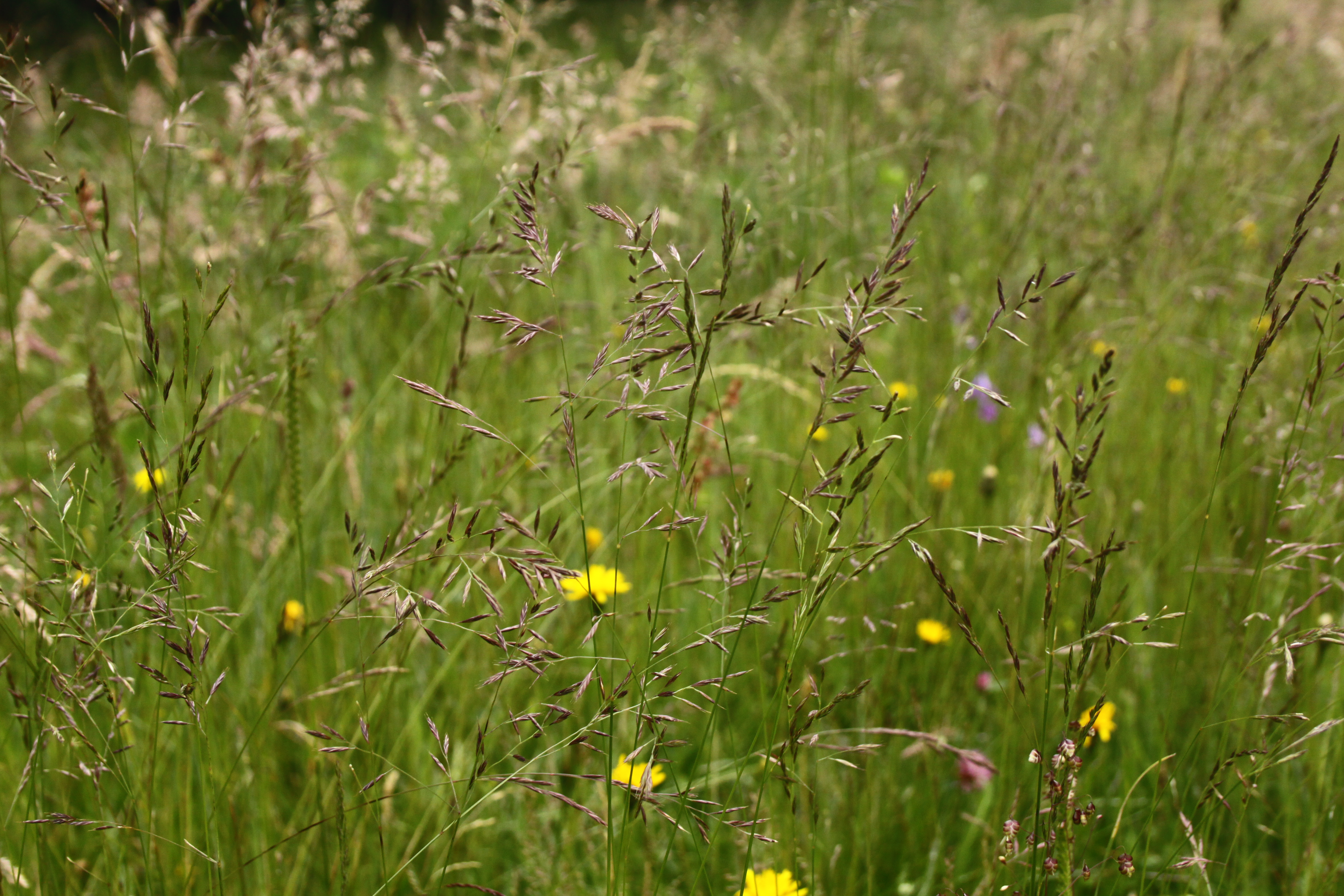 30072013165808 1212 art 1071 festuca rubra agg orfalu Orseg ungarn 340 101