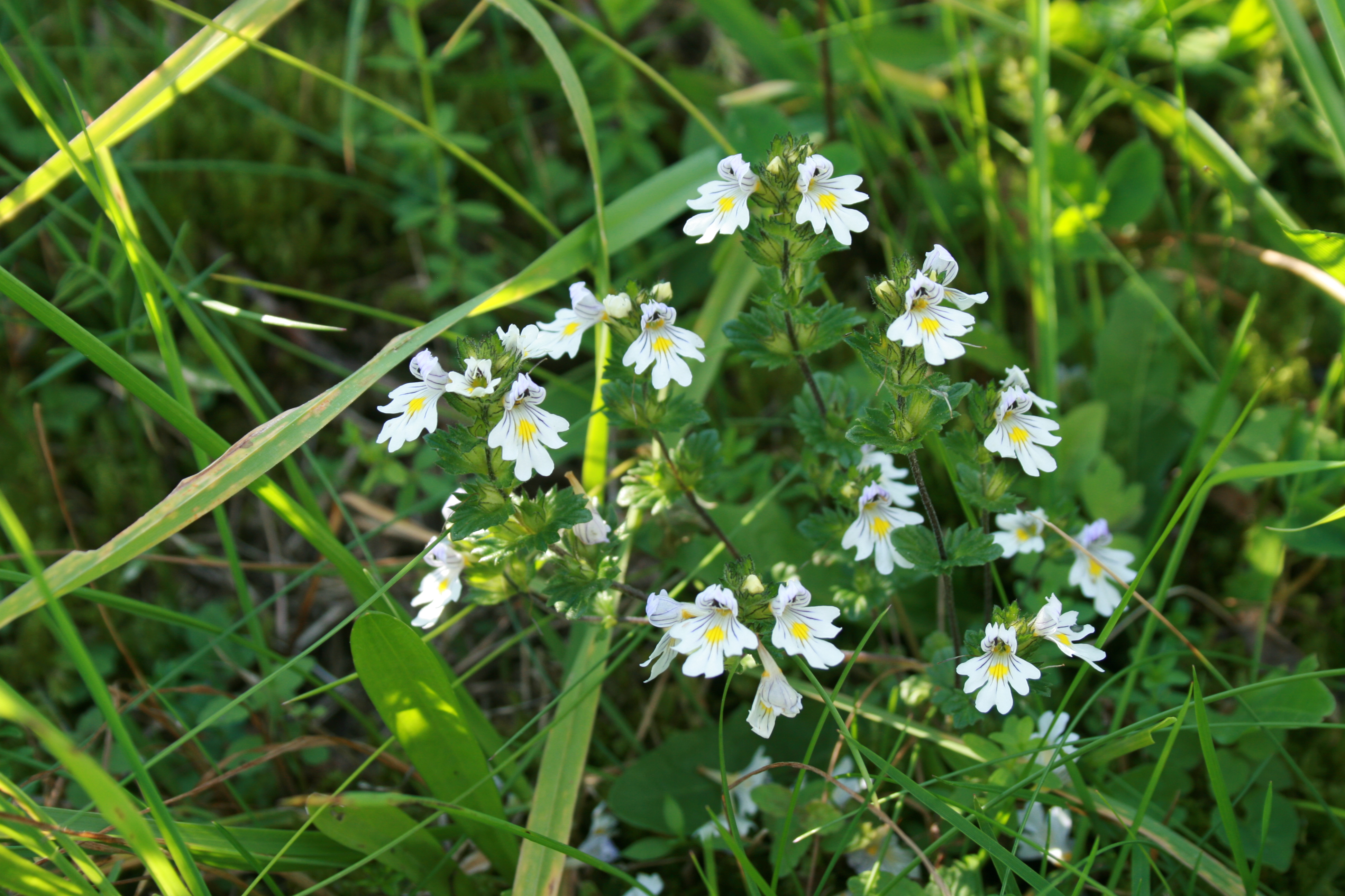 30072013165957 1213 art 1070 euphrasia rostkoviana vornholz kernbauer 8 13