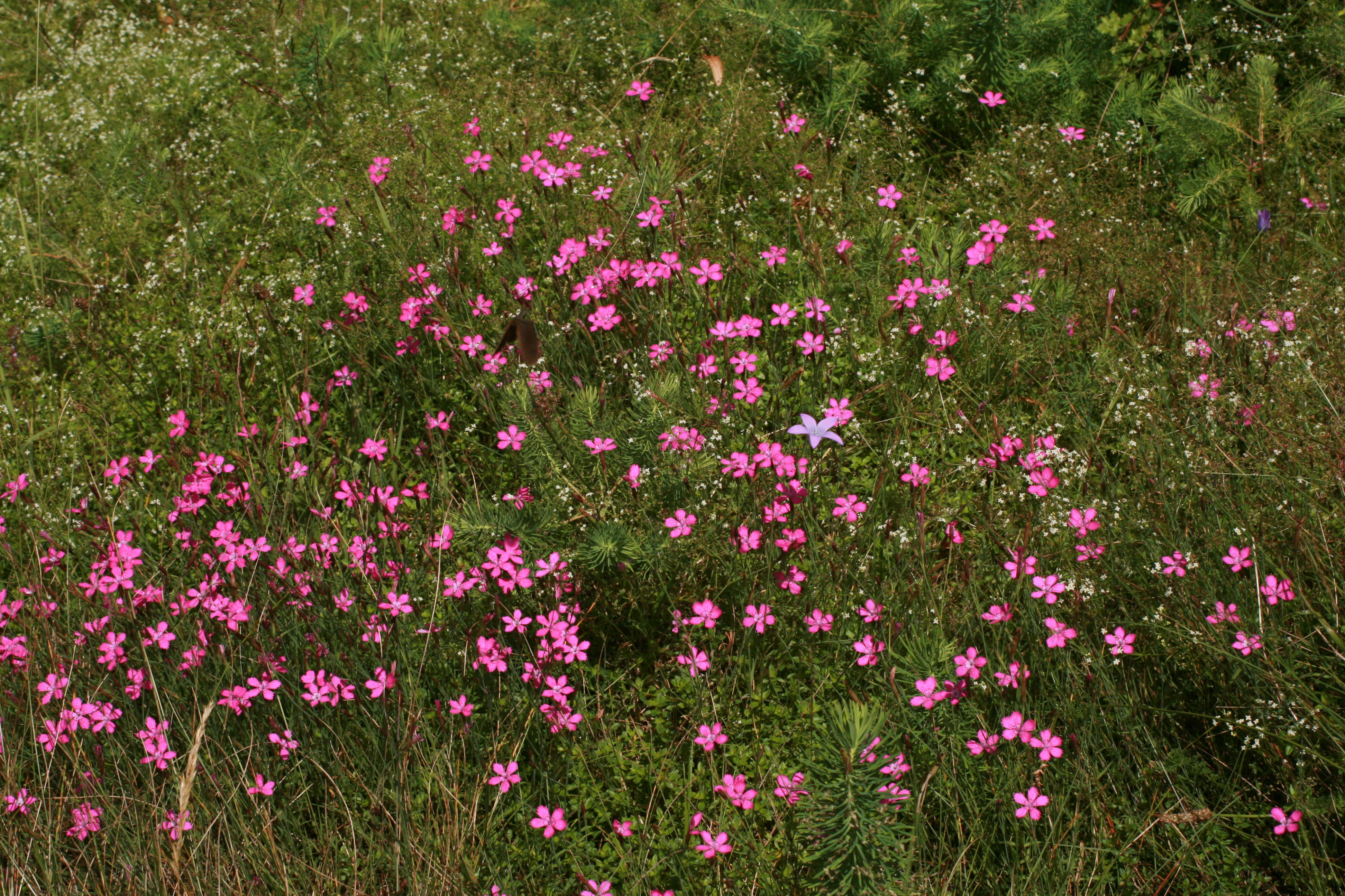 30072013170249 1214 art 1069 dianthus deltoides herberstein bild 024 84
