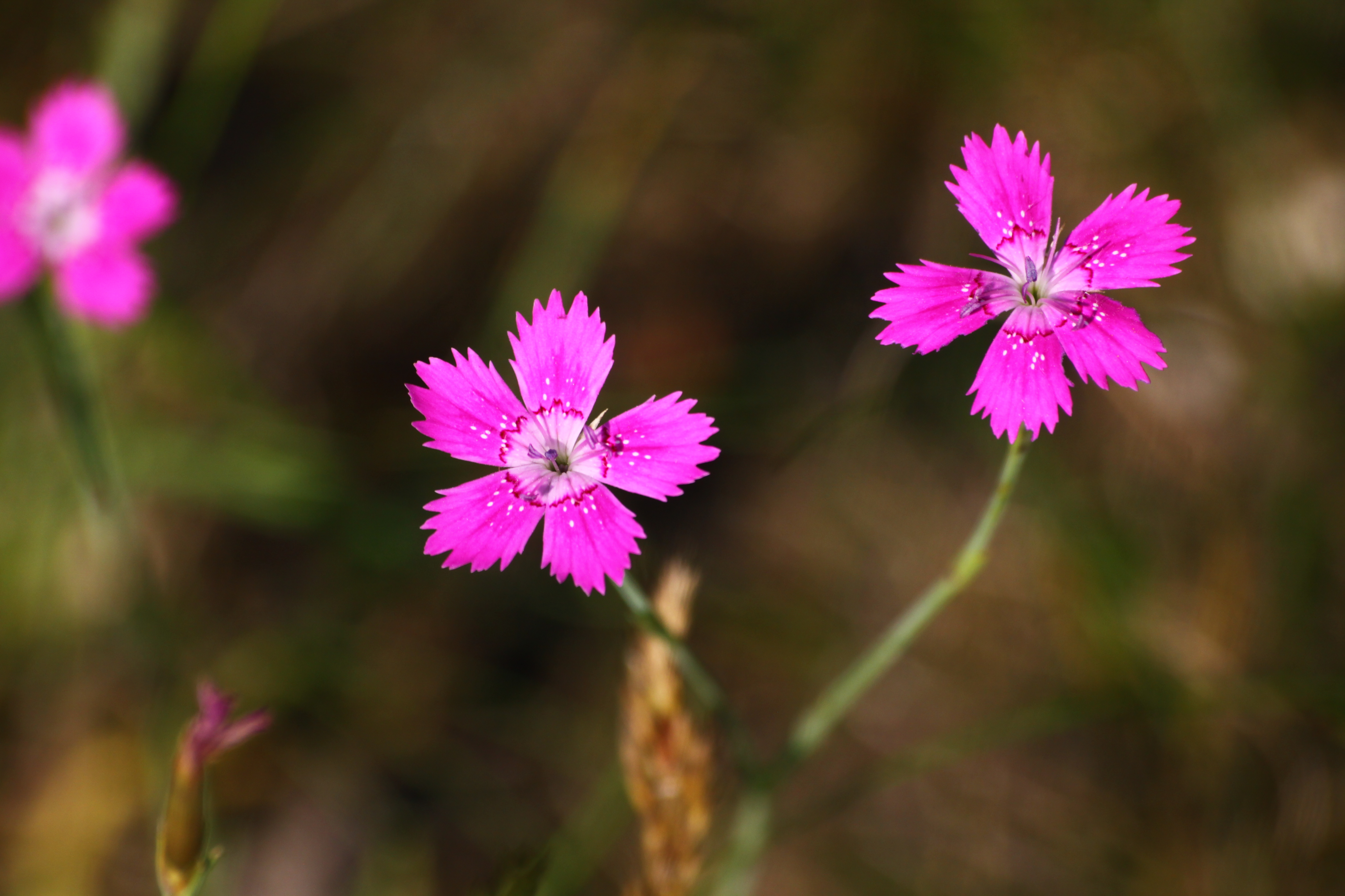30072013170848 1215 art 1069 dianthus deltoides ketfolgy ost Orseg ungarn 5159 232