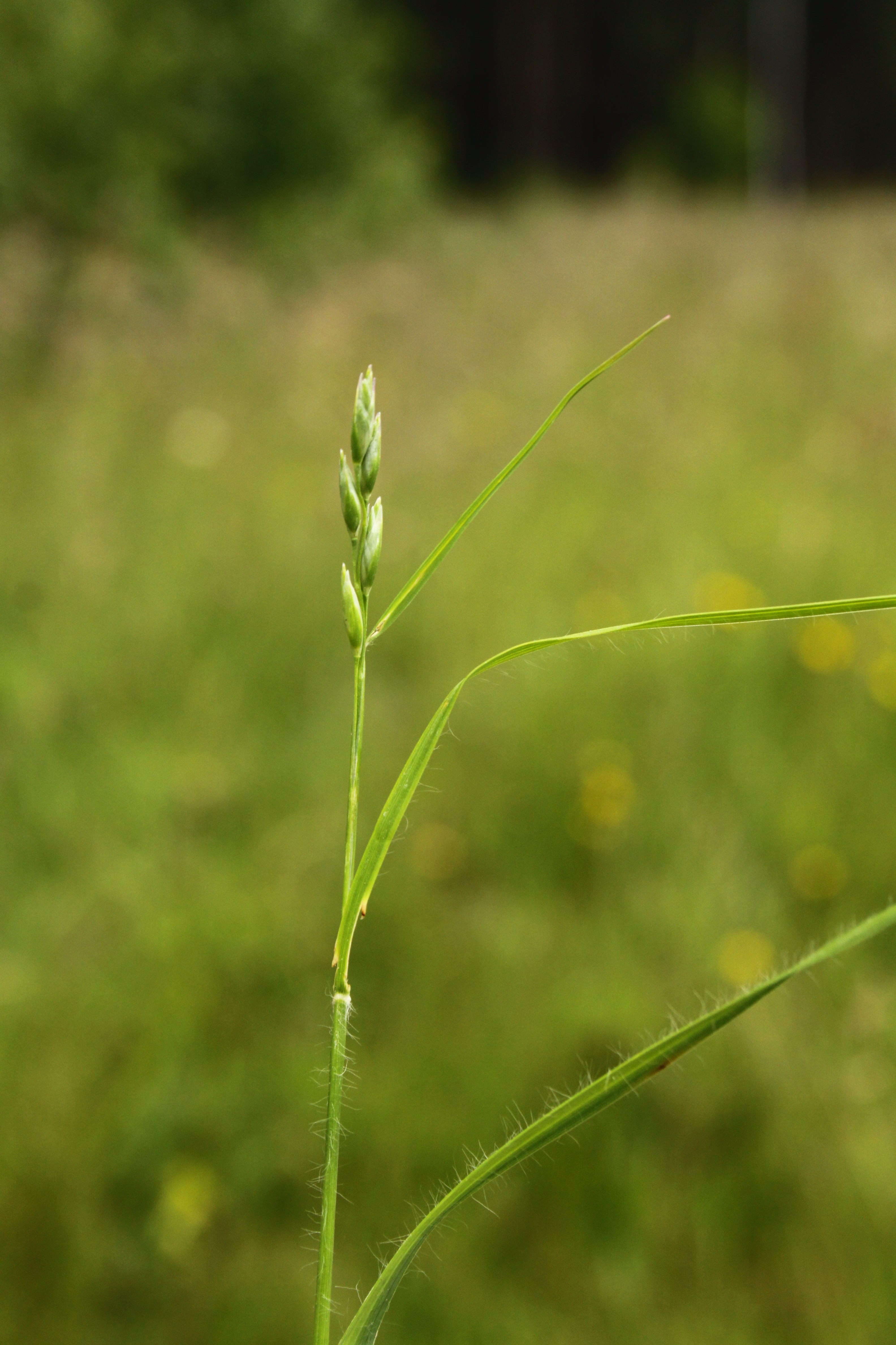 30072013171200 1216 art 1068 danthonia decumbens orfalu Orseg ungarn 340 69