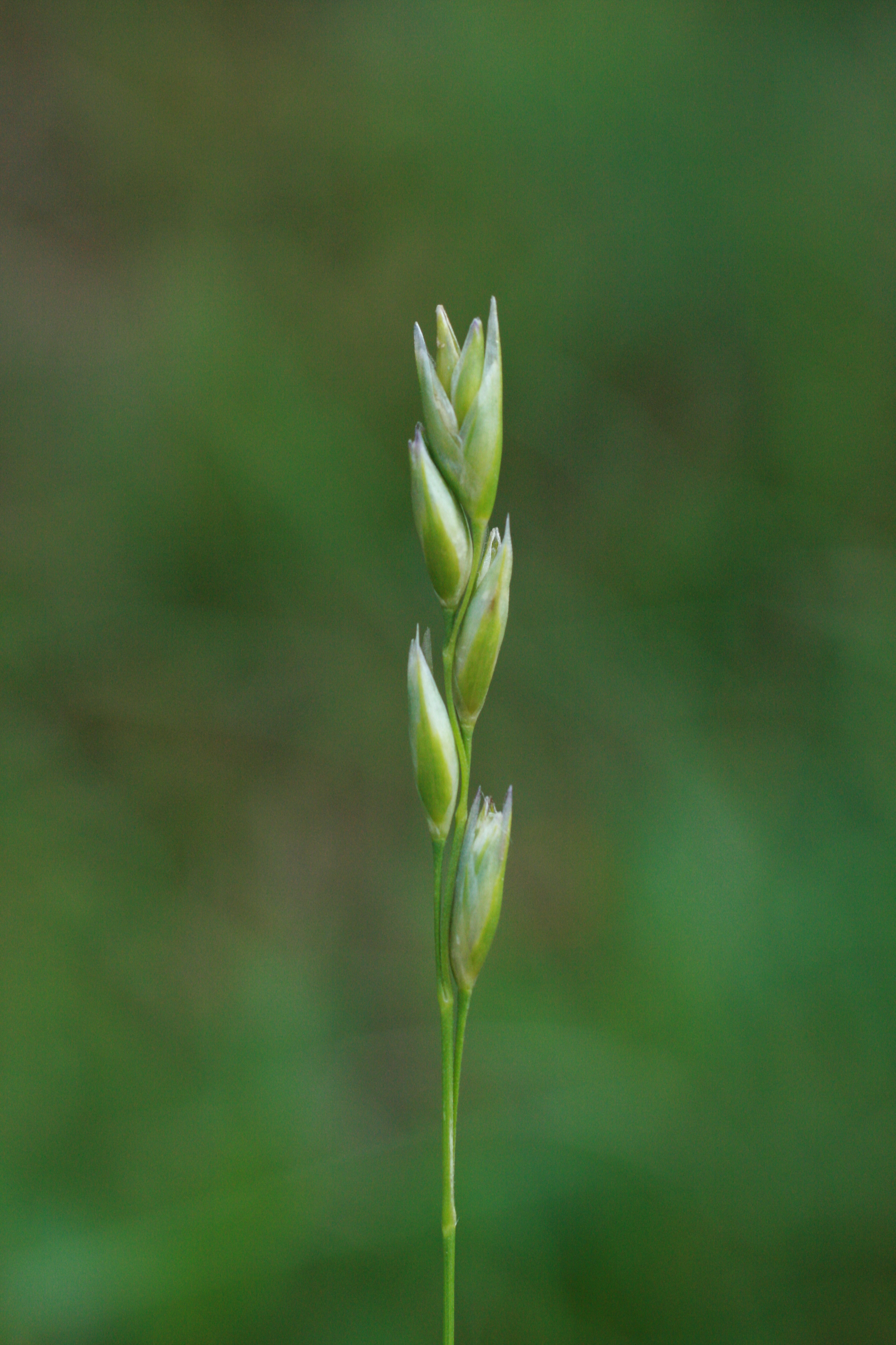 30072013171536 1217 art 1068 danthonia decumbens stradner kogel bild 025 53