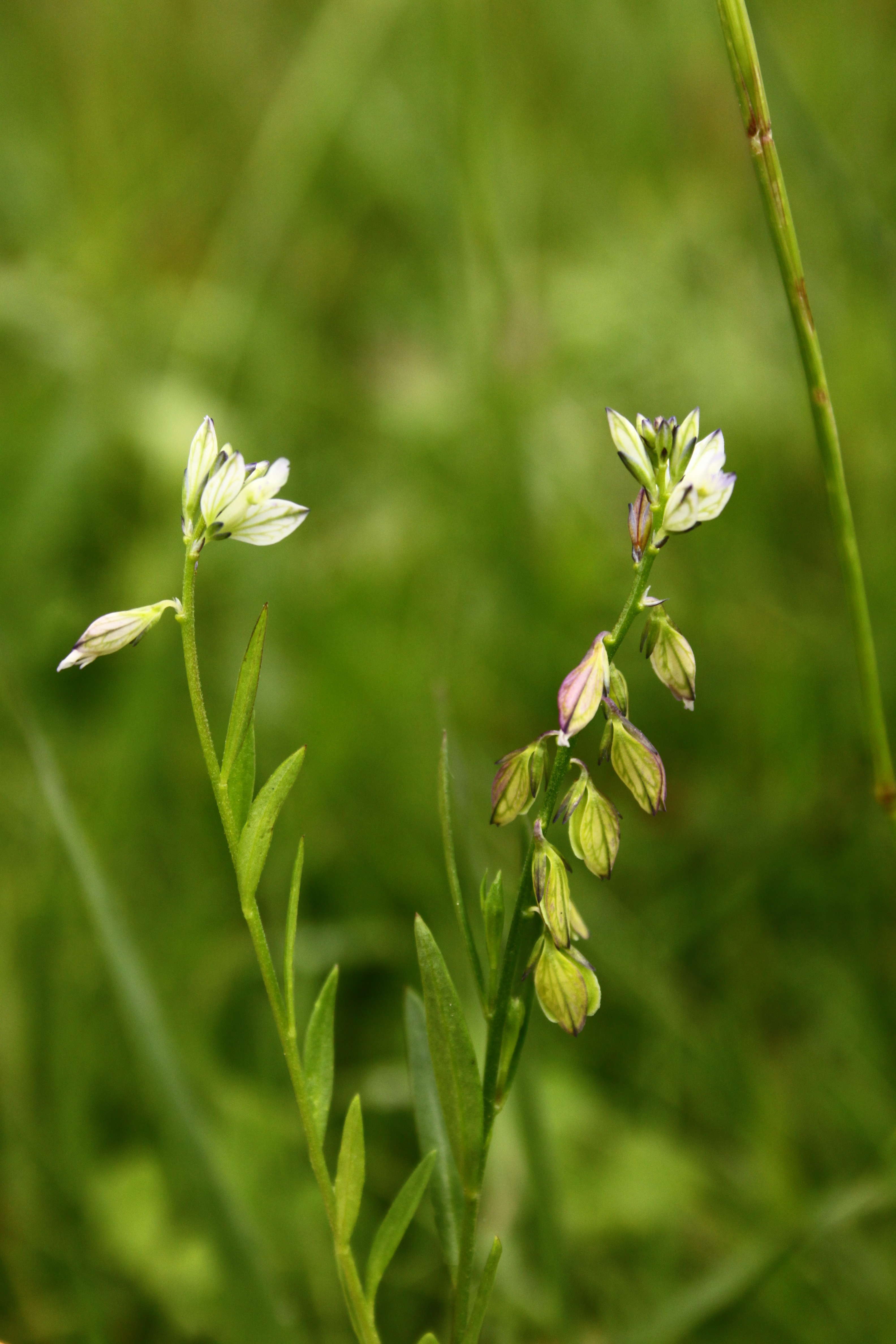 30072013171911 1218 art 1067 polygala vulgaris subsp oxyptera orfalu Orseg ungarn 340 36