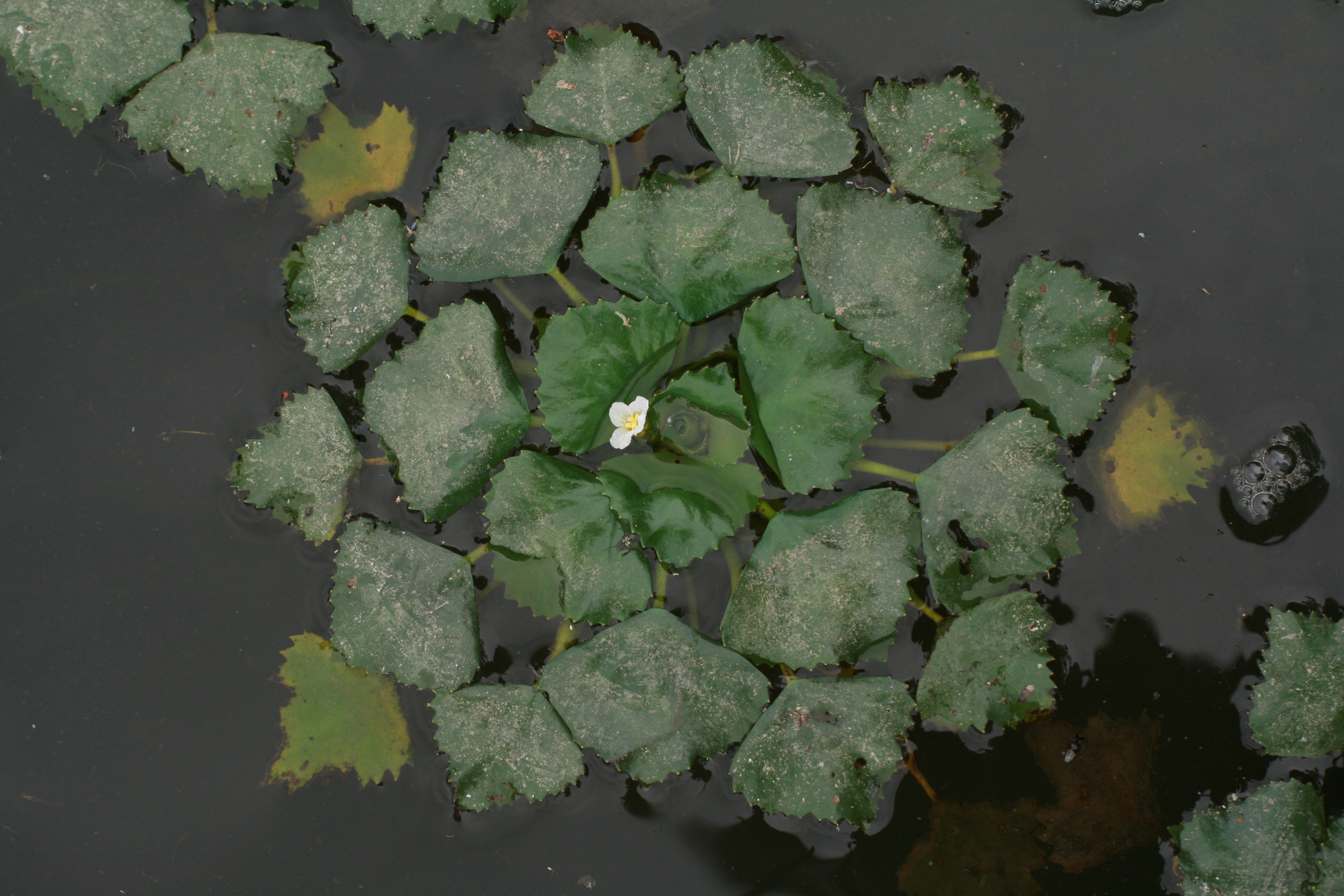 30072013172837 1219 art 1066 trapa natans halbenrain herrschatfsteich zxy 096 11