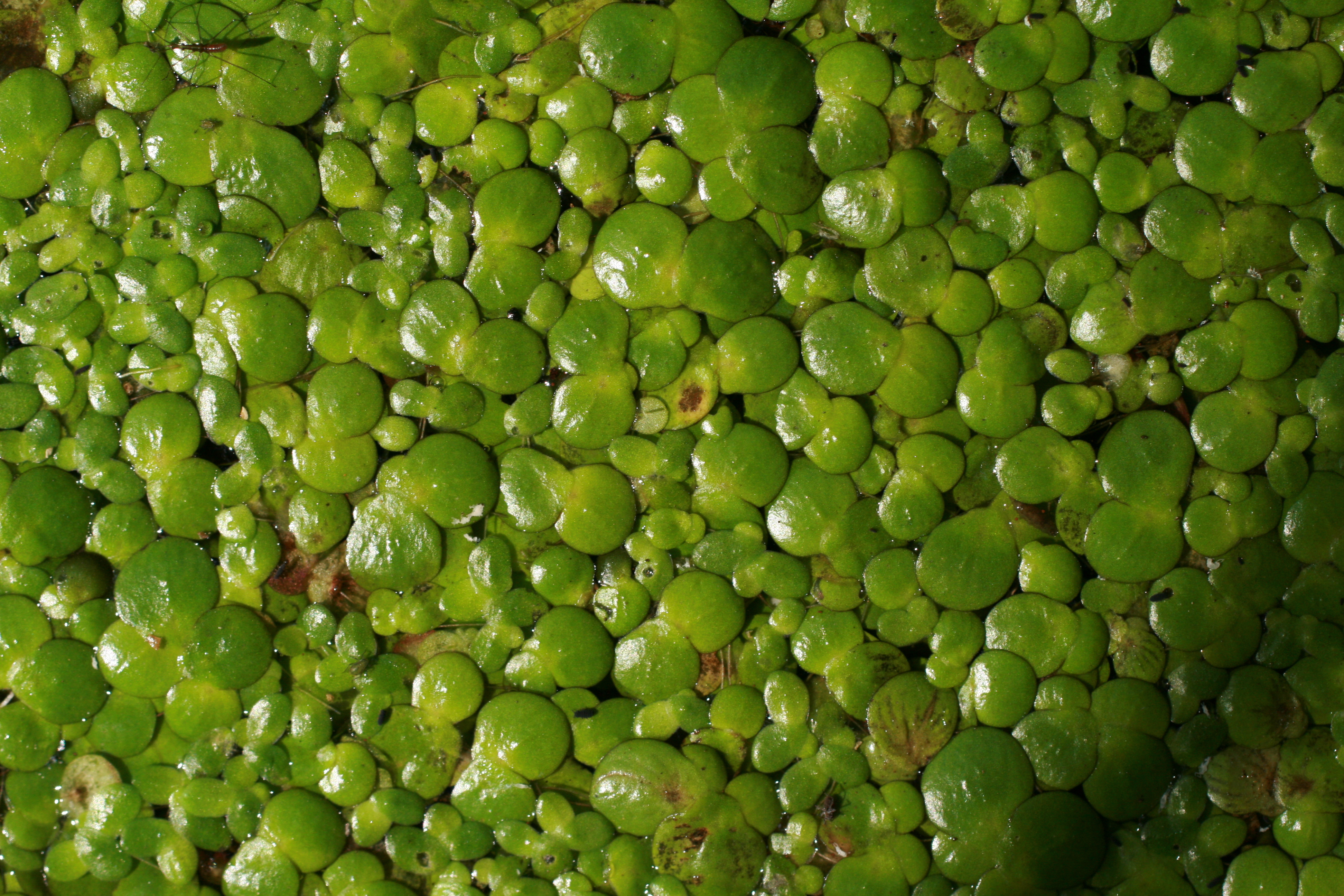 30072013173203 1220 art 1065 spirodela polyrhiza sicheldorf bild 170 4