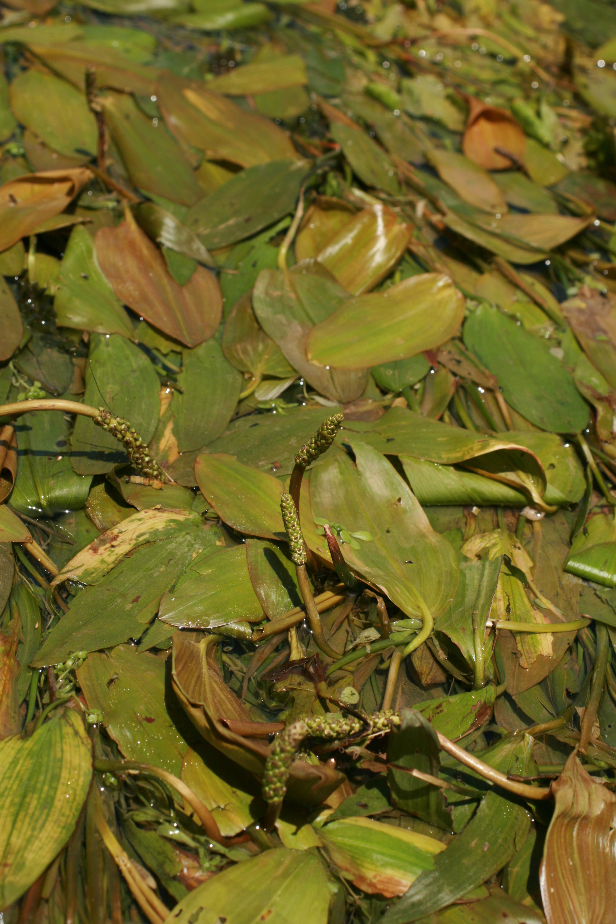 30072013173406 1221 art 1064 potamogeton natans sicheldorf bild 170 63