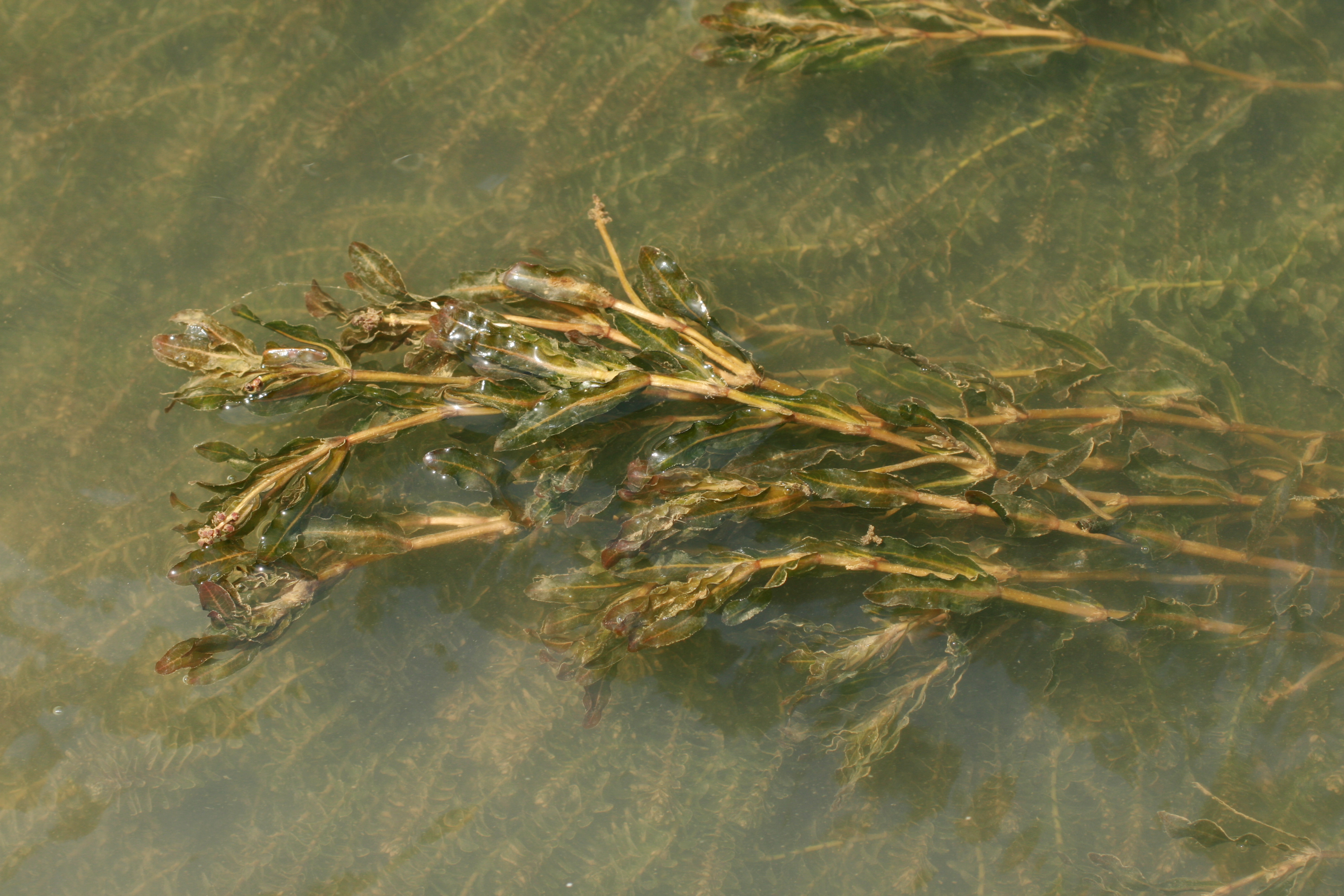 30072013173949 1222 art 1063 potamogeton crispus sicheldorf bild 170 89