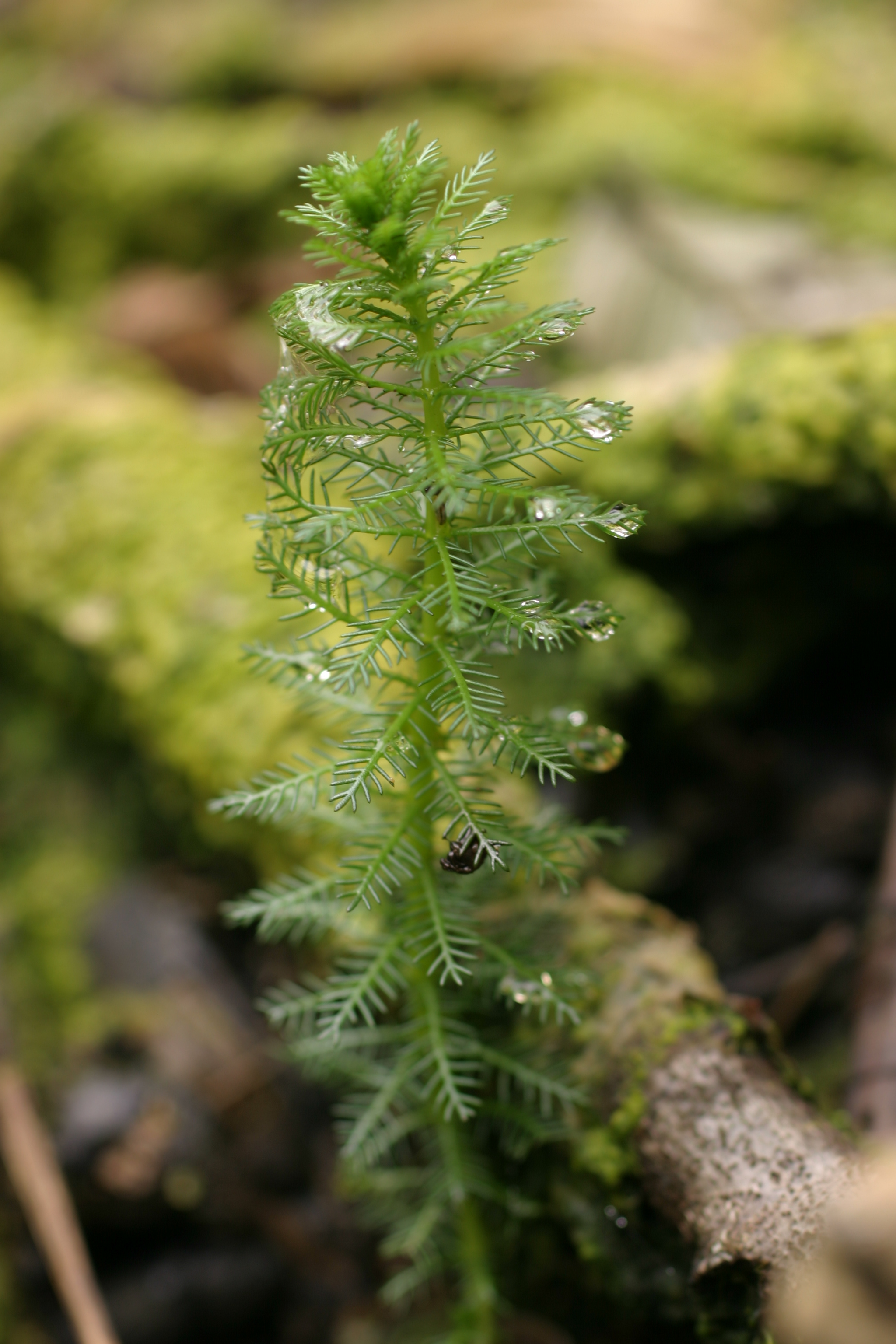 30072013174430 1223 art 1062 myriophyllum verticillatum dietzen img 3923 2