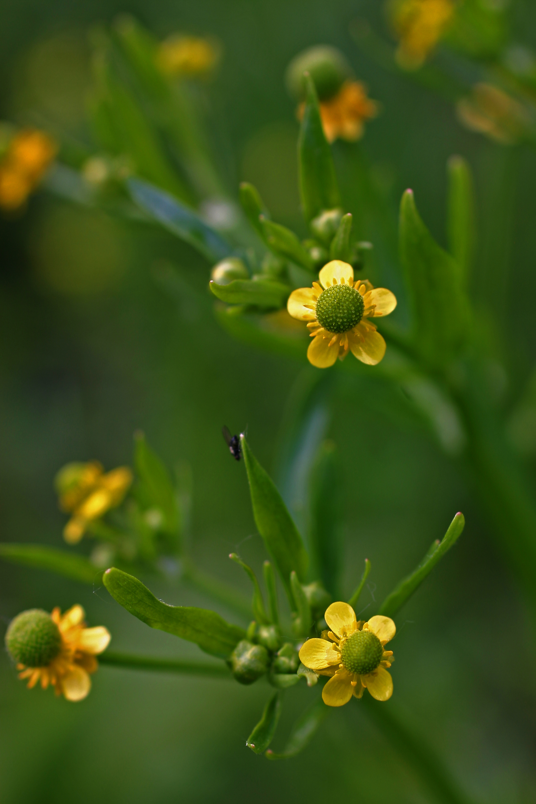 30072013175339 1225 art 1059 img 8423 gifthahnenfus ranunculus sceleratus