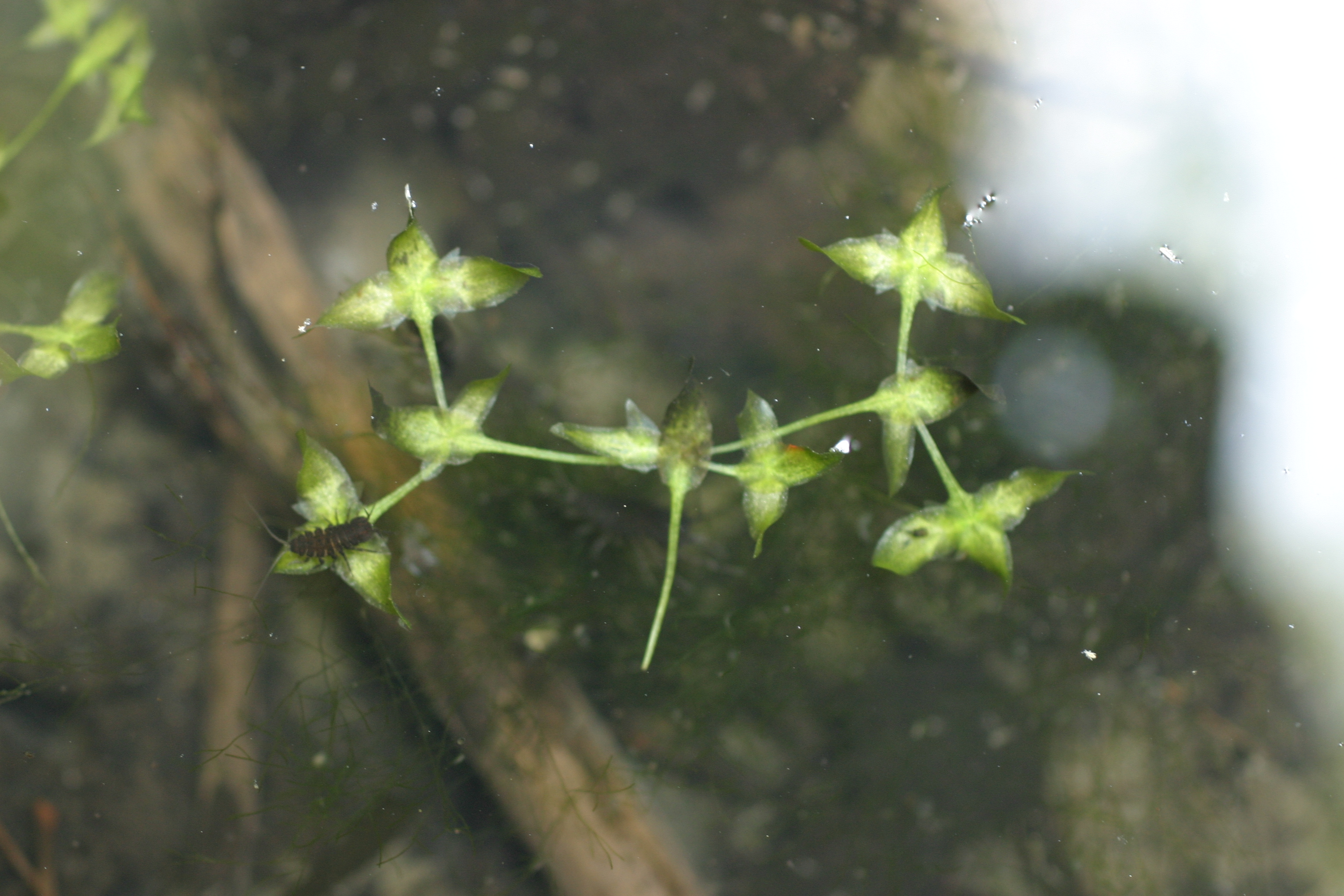 30072013180116 1226 art 1061 lemna trisulca werndf img 2708 7