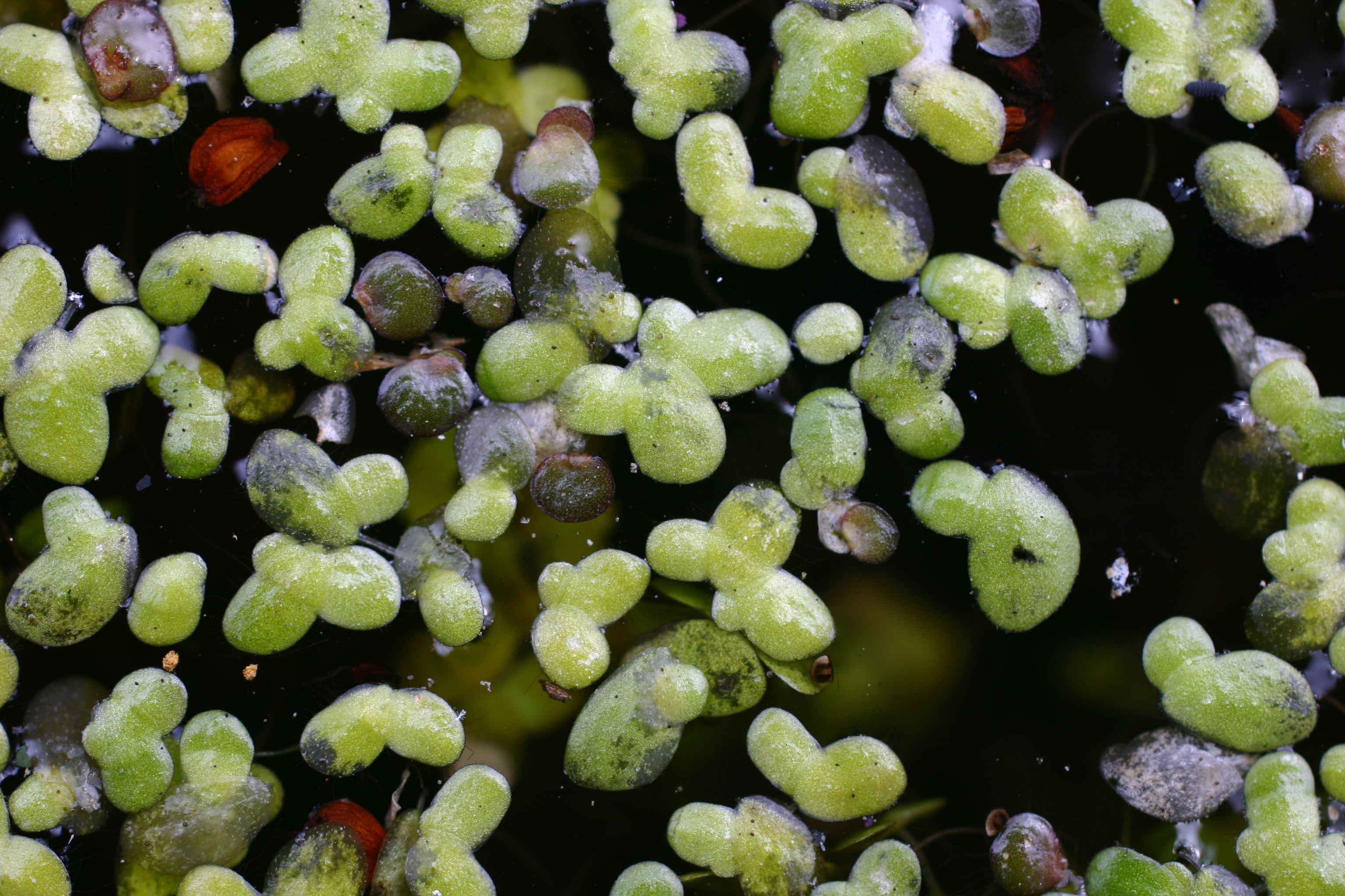 30072013180603 1227 art 1060 lemna minor werndf img 6367 1