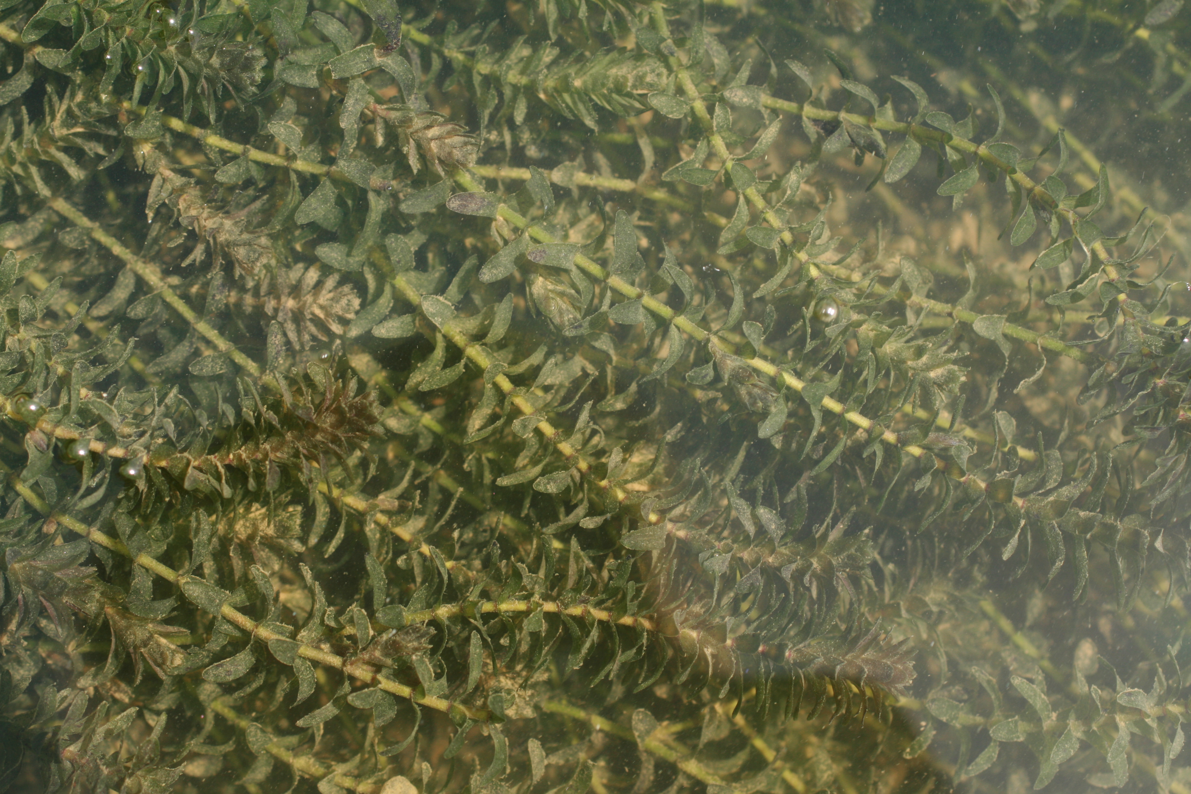 30072013181117 1228 art 1058 elodea canadensis sicheldorf bild 170 46