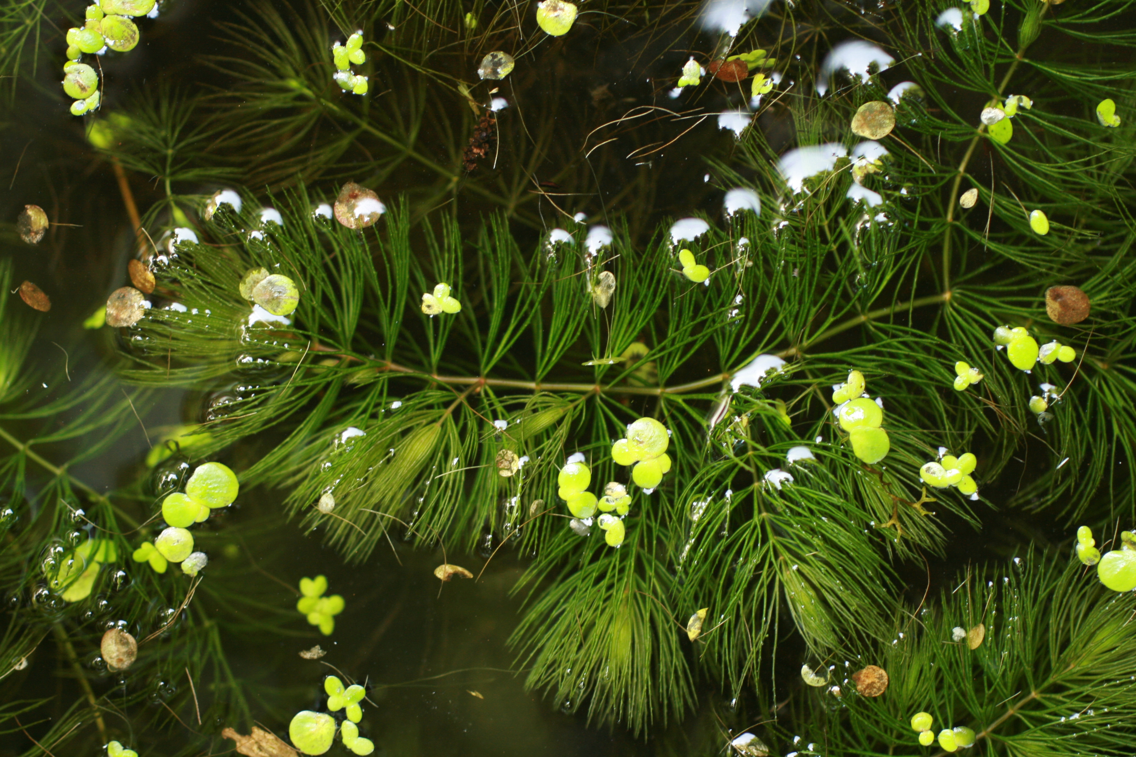 30072013181526 1229 art 1057 ceratophyllum demersum sicheldorf bild 170 10