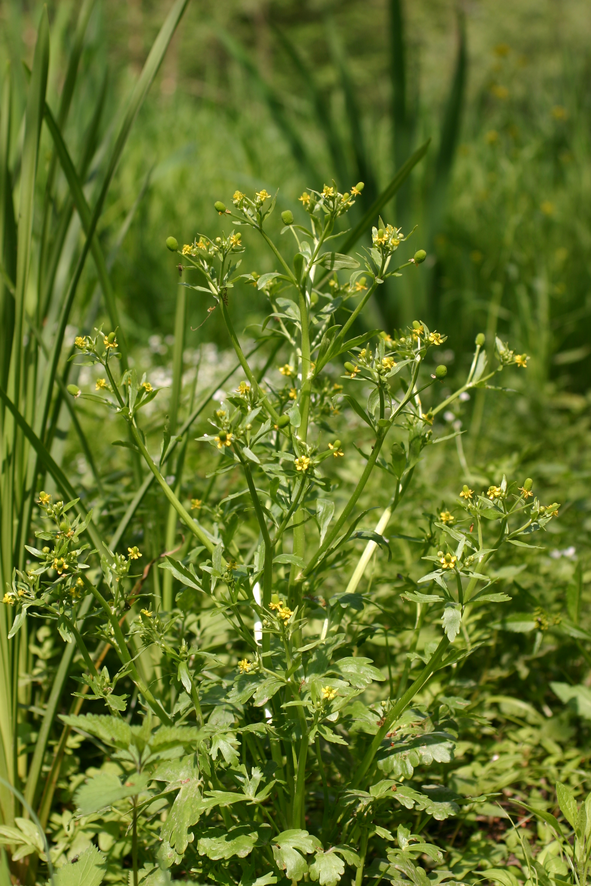 30072013182731 1230 art 1059 ranunculus sceleratus sicheldfsud reg img 9494