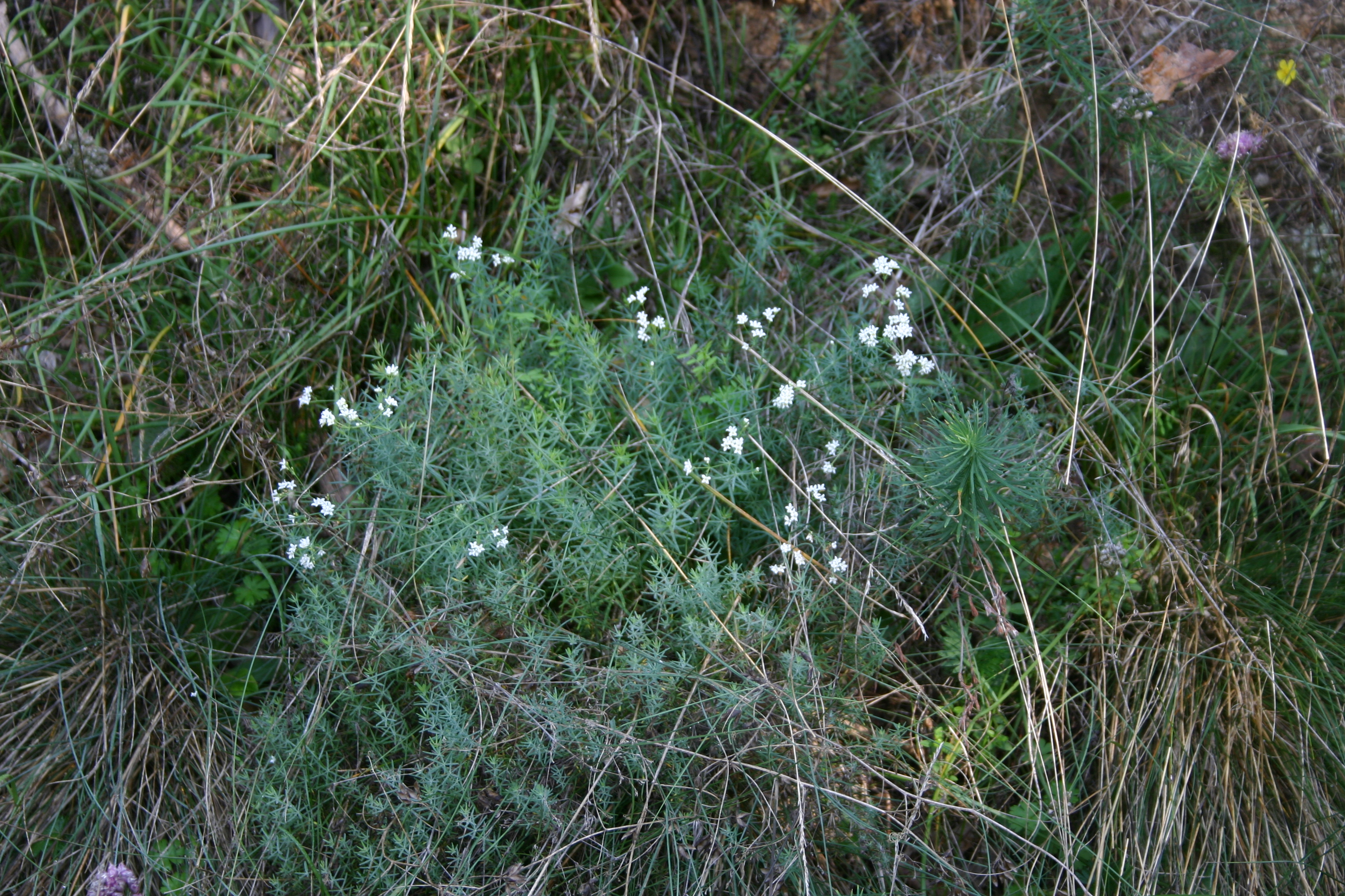 30072013183254 1231 art 1037 galium eruptivum glbgkgsud img 5272 6