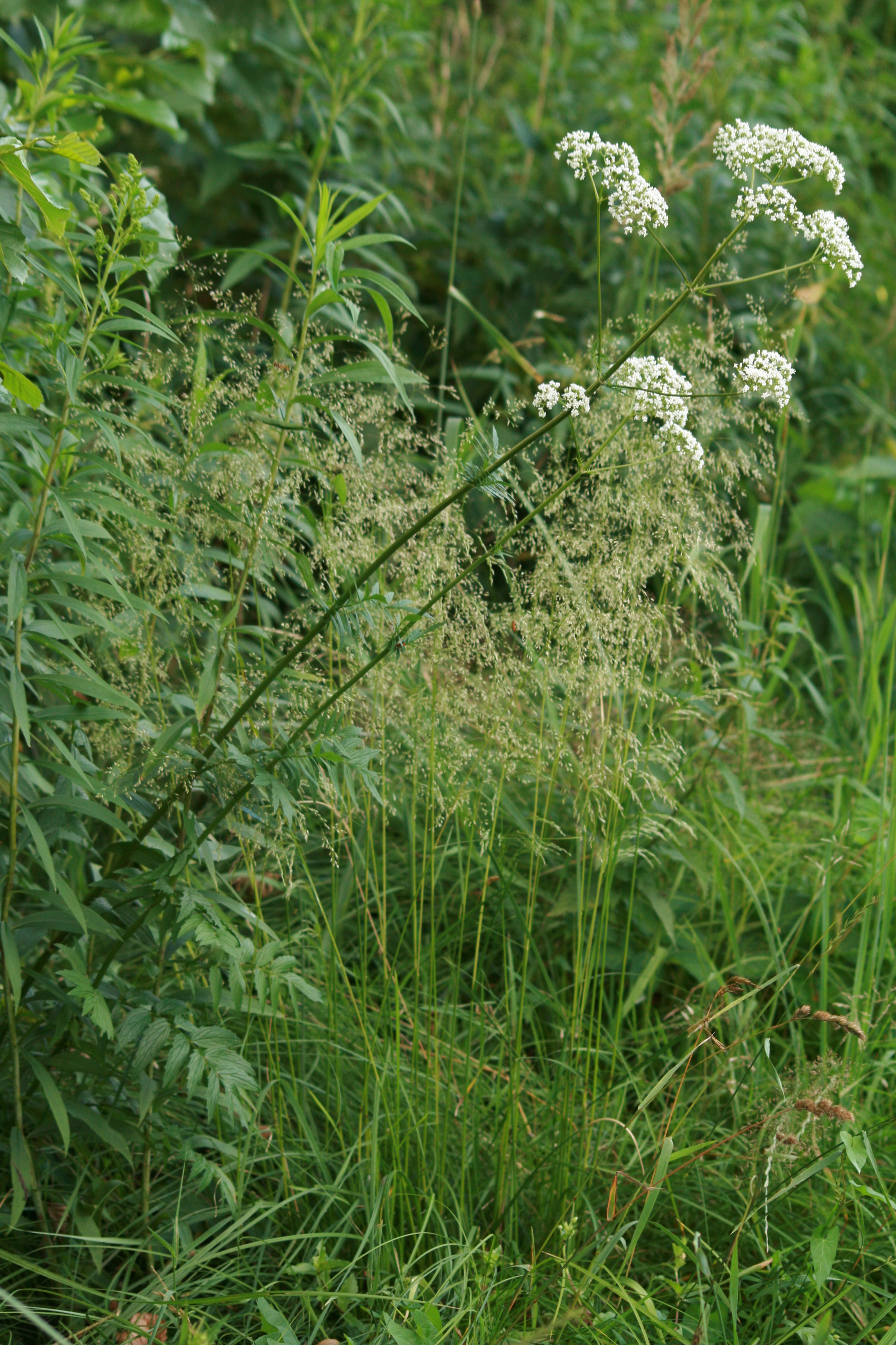 30072013191806 1232 art 1055 valeriana officinalis agg maierhofermuhle 47 8