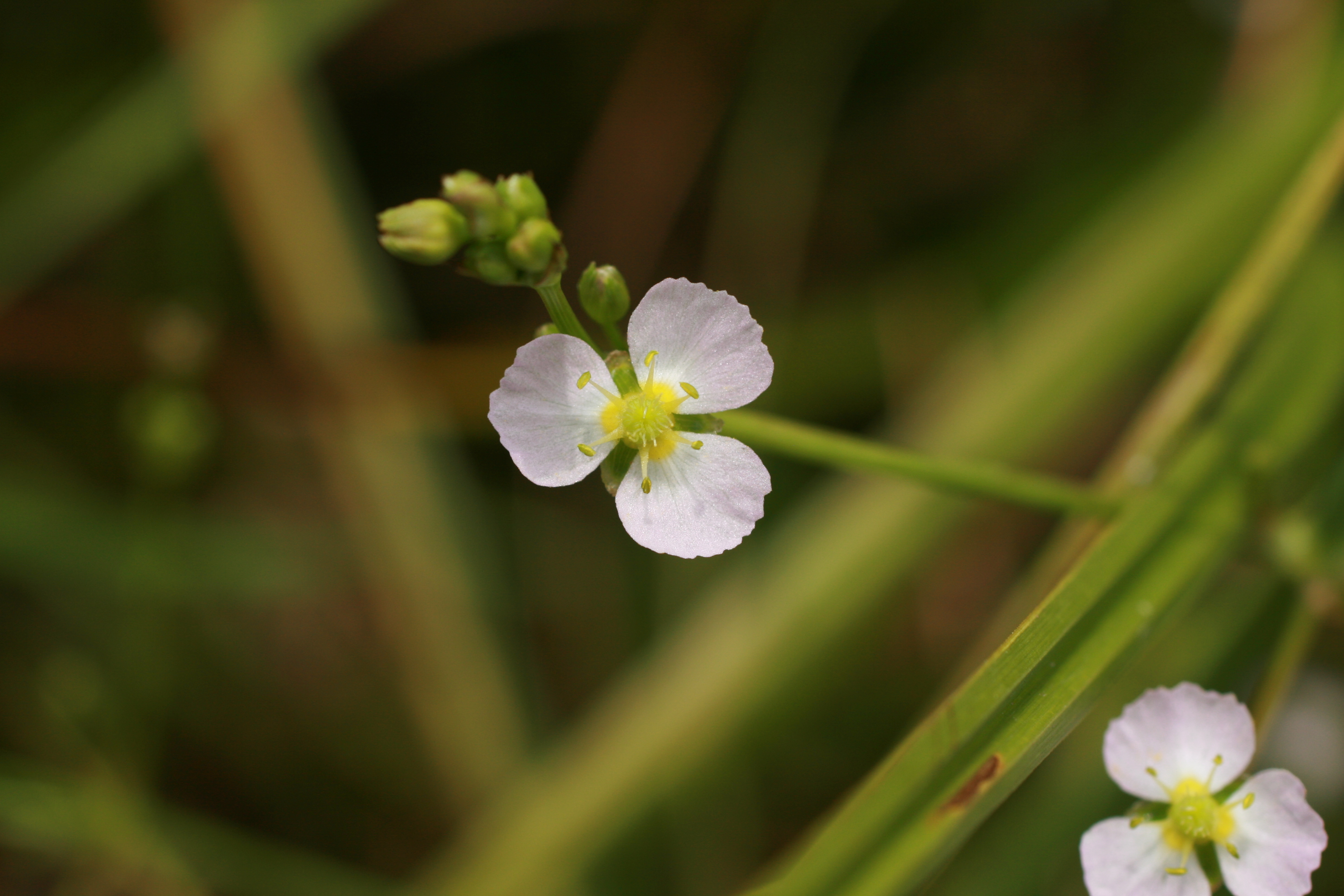 30072013192637 1233 art 1047 alisma plantago aquatica worth a lafnitz bild 001 81