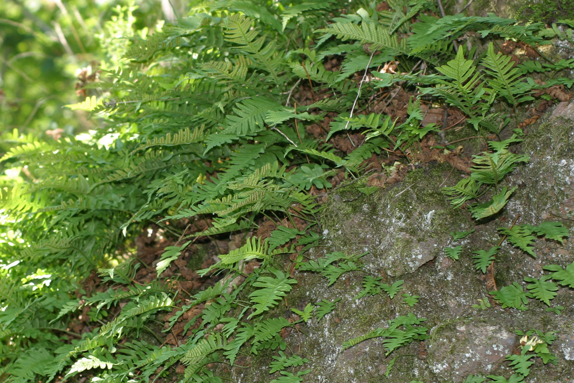 30072013193214 1234 art 1045 polypodium vulgare klausen img 2451 5 kopie