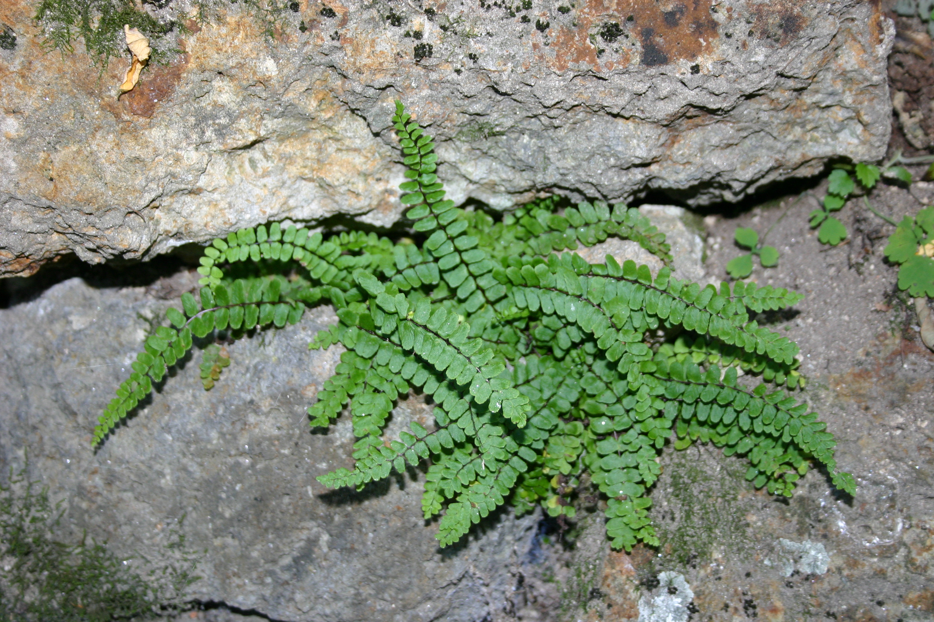 30072013193511 1235 art 1042 asplenium trichomanes glbgkgwest img 2873 1