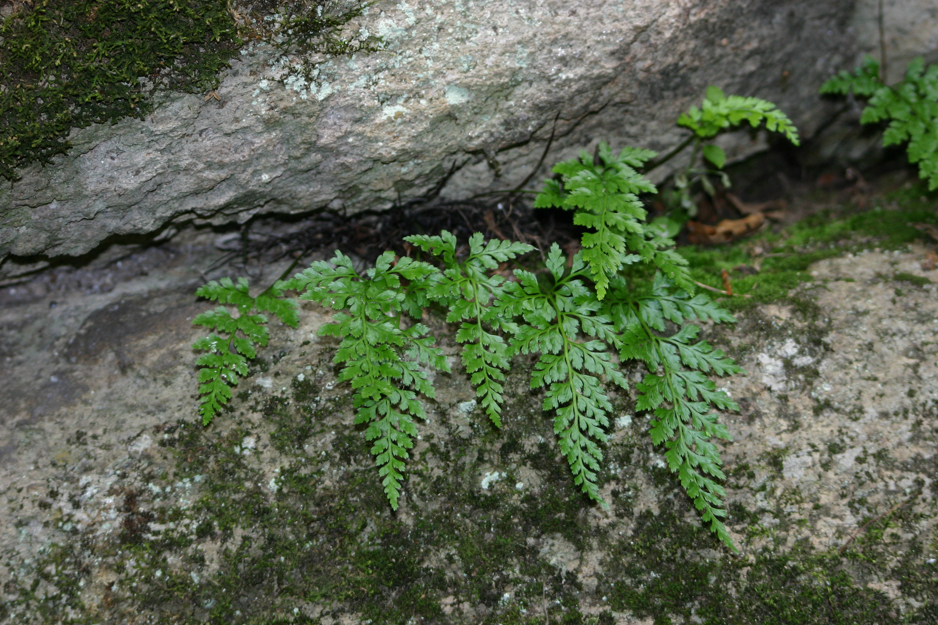 30072013194056 1236 art 1041 asplenium adiantum nigrum vausulz img 1899 1