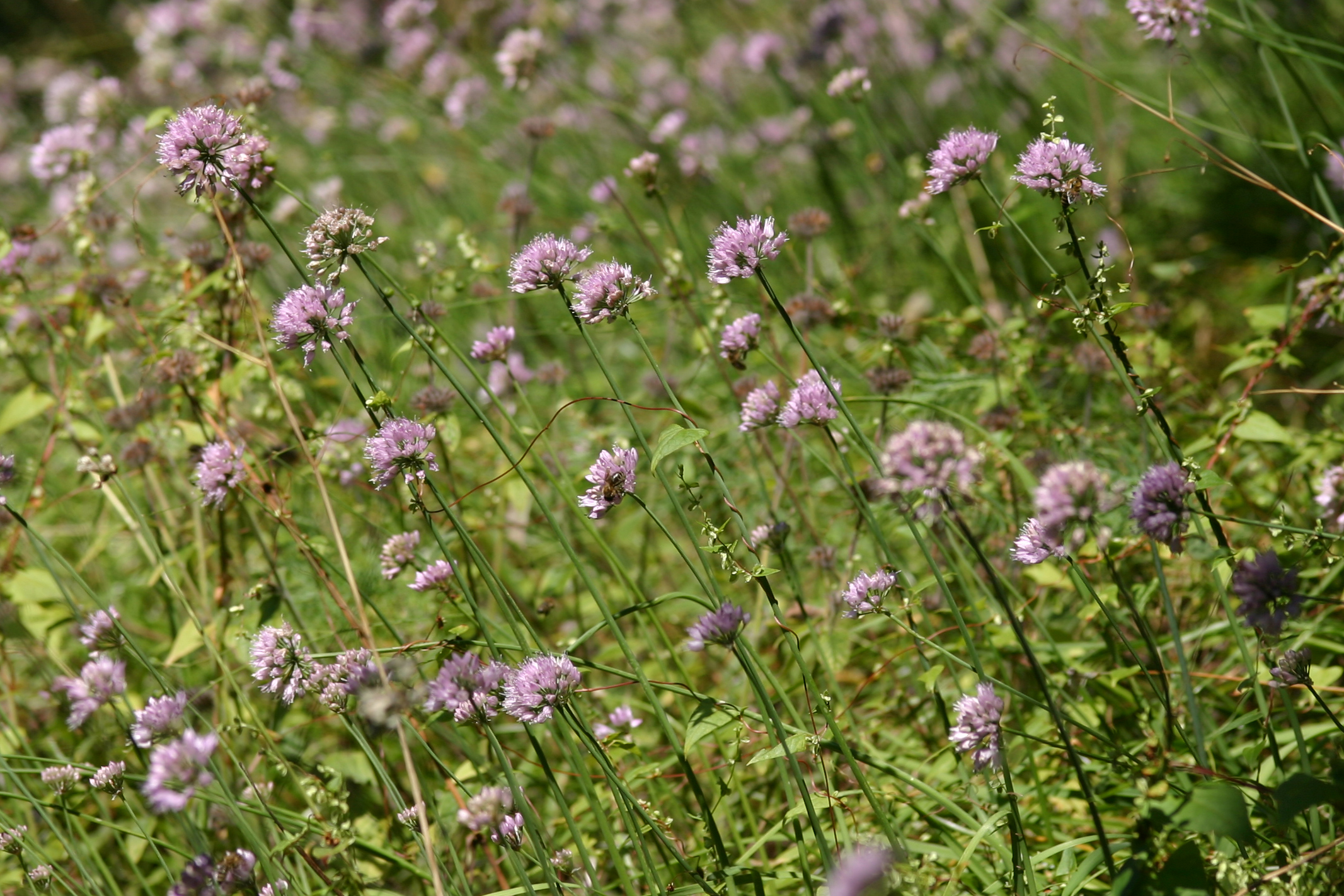 30072013200015 1237 art 1040 allium senescens ssp montanum img 2714 kopie