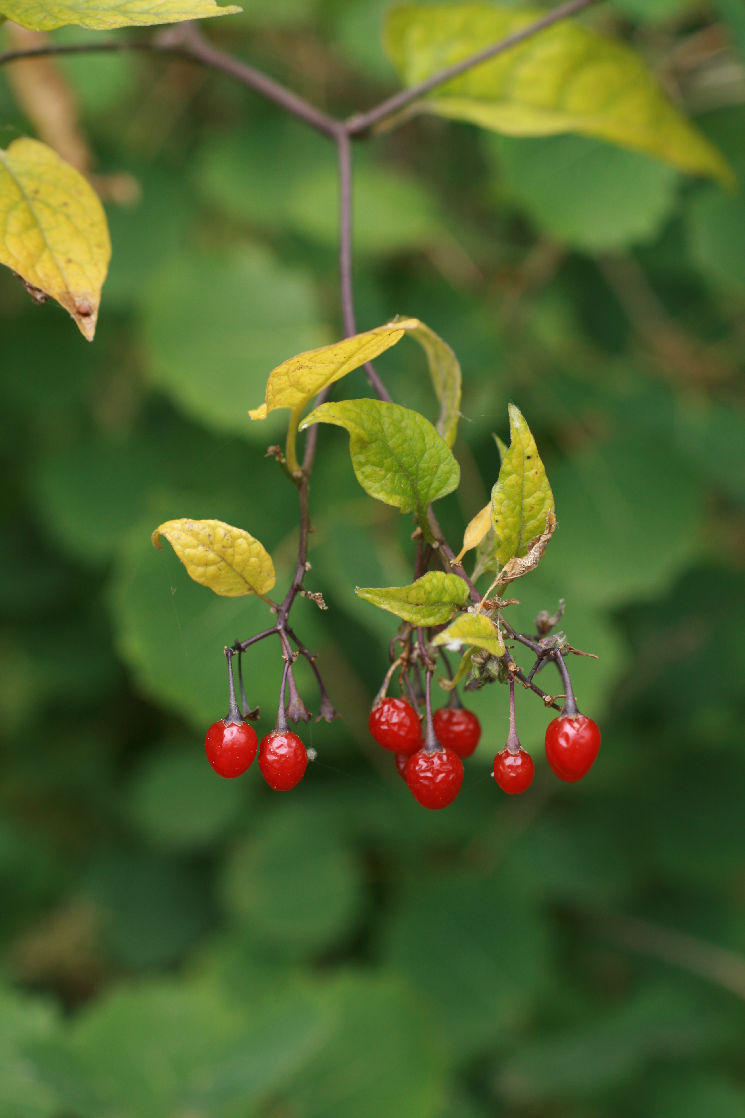 30072013201059 1238 art 1039 solanum dulcamara halbenrain herrschatfsteich zxy 096 27
