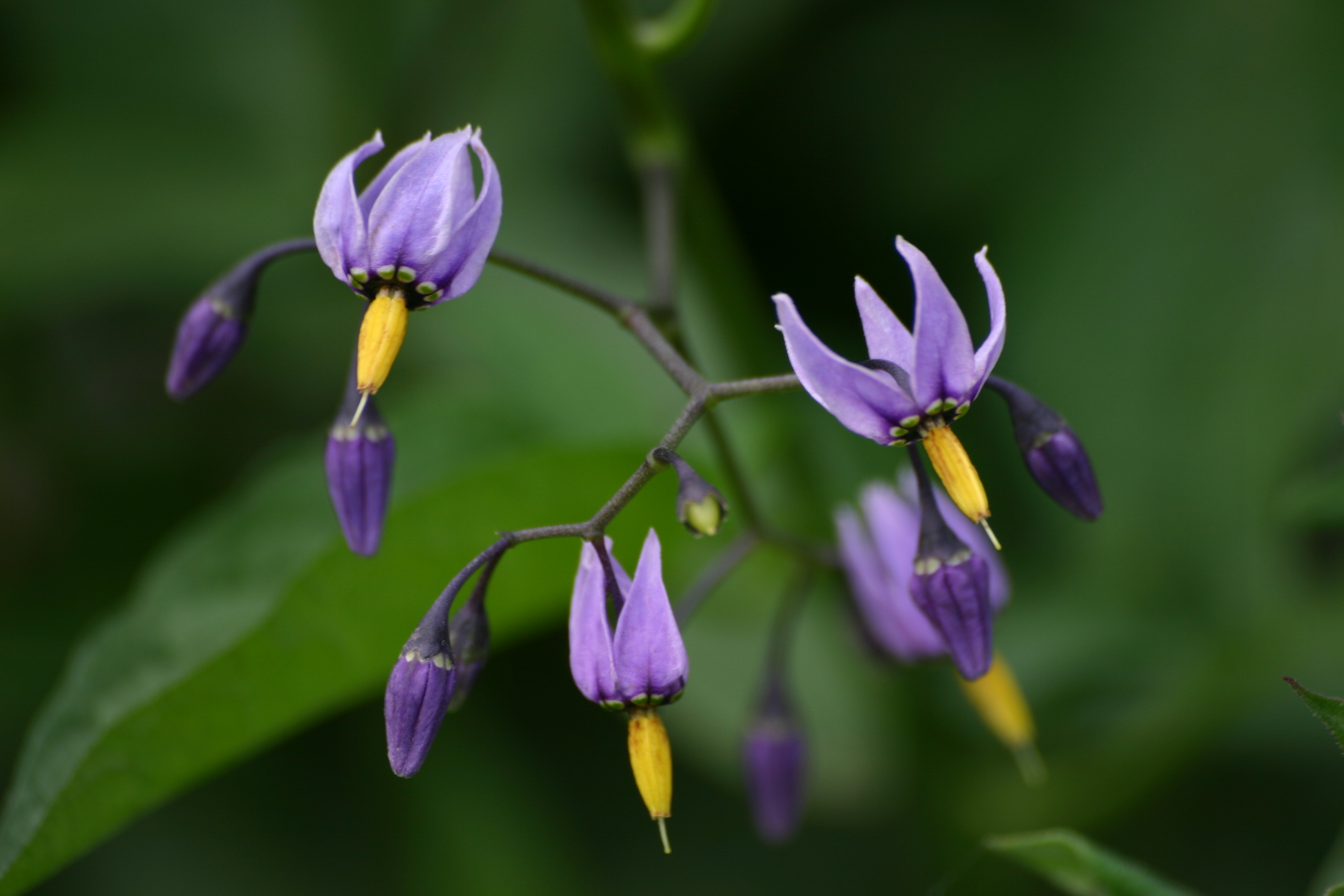 30072013201318 1239 art 1039 solanum dulcamara haselbach bab img 0115 1