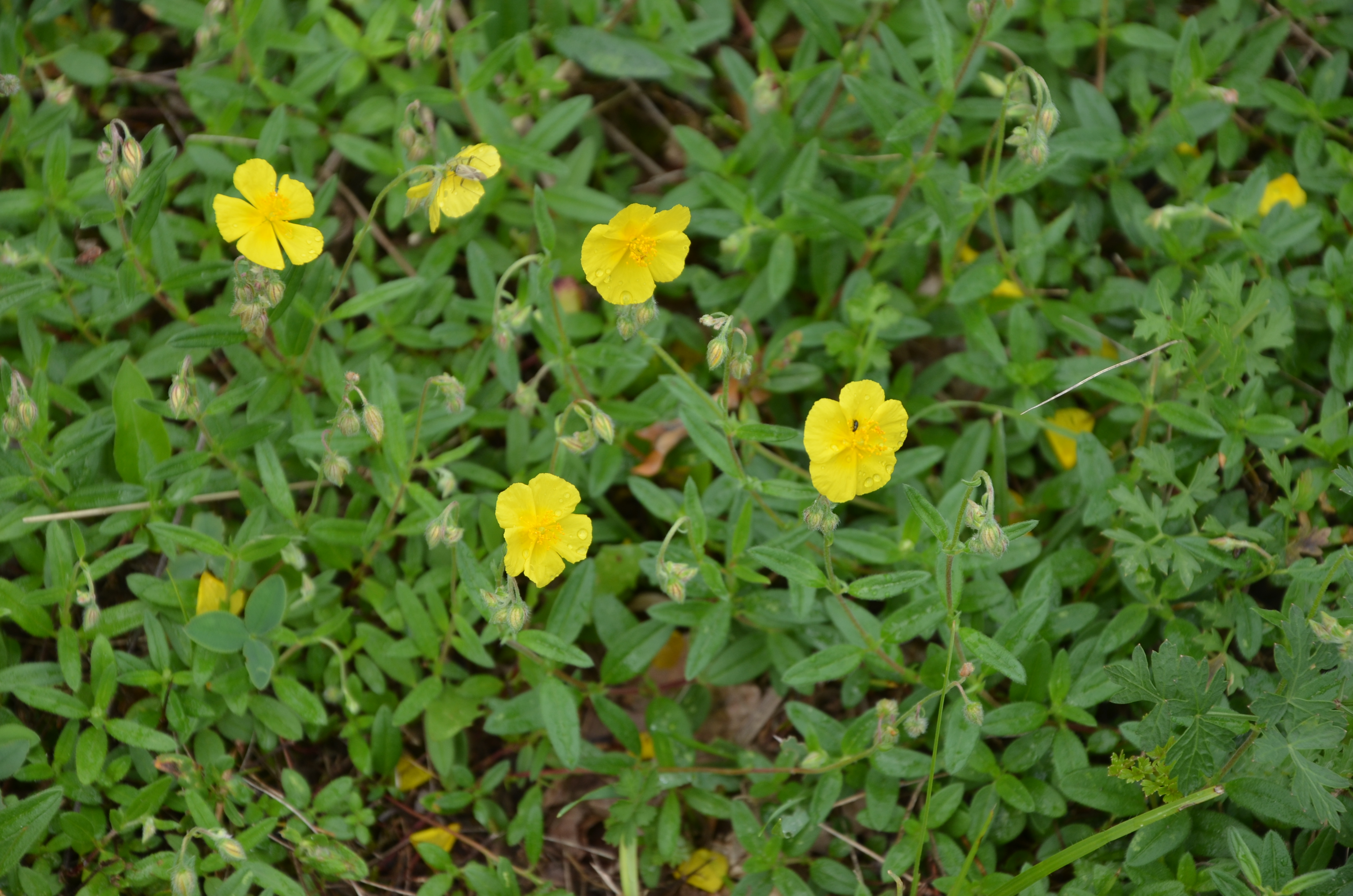 30072014233104 2591 art 558 dsc 7088 helianthemum ovatum 1