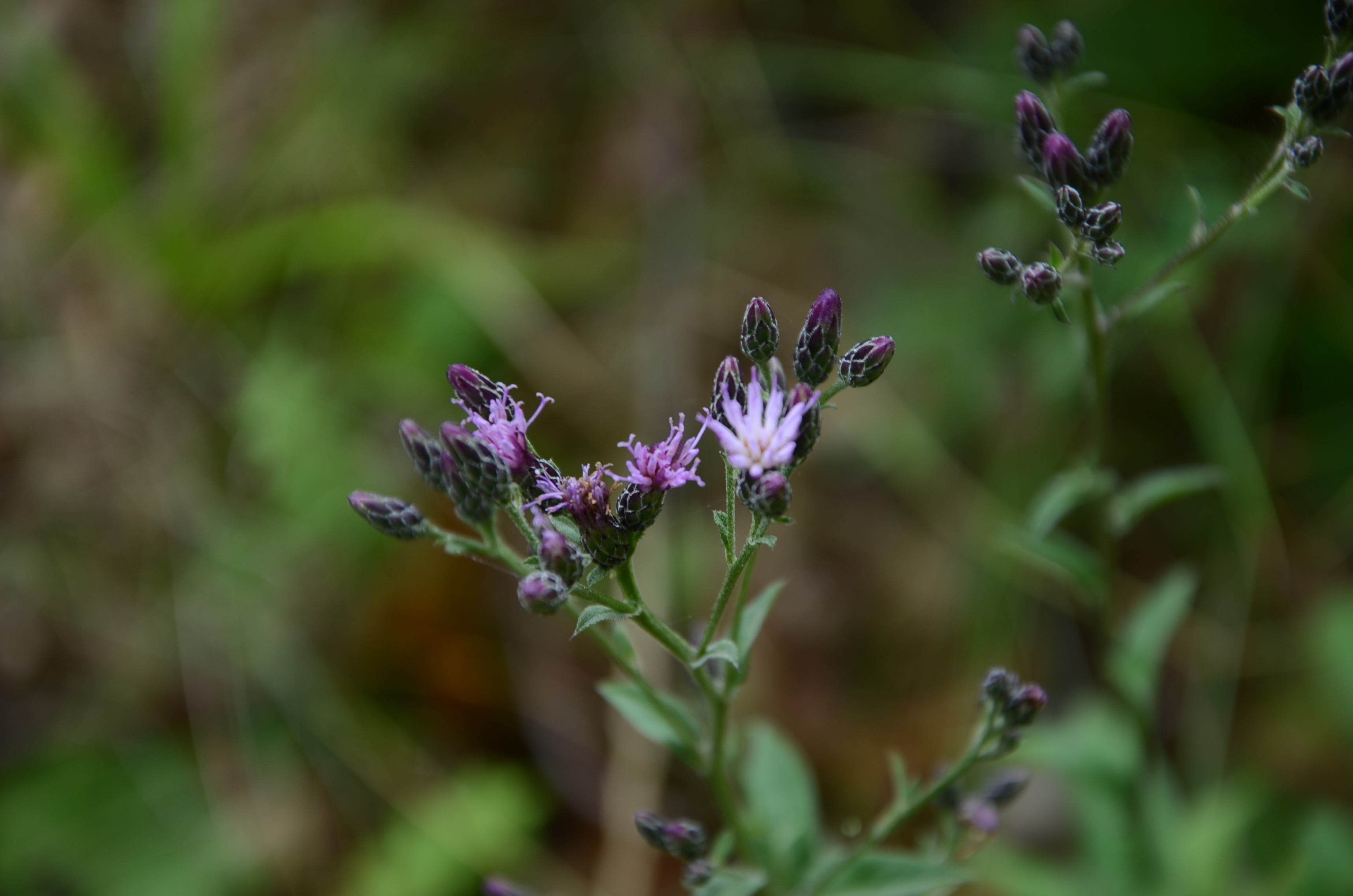 30072014234428 2592 art 1572 dsc 7106