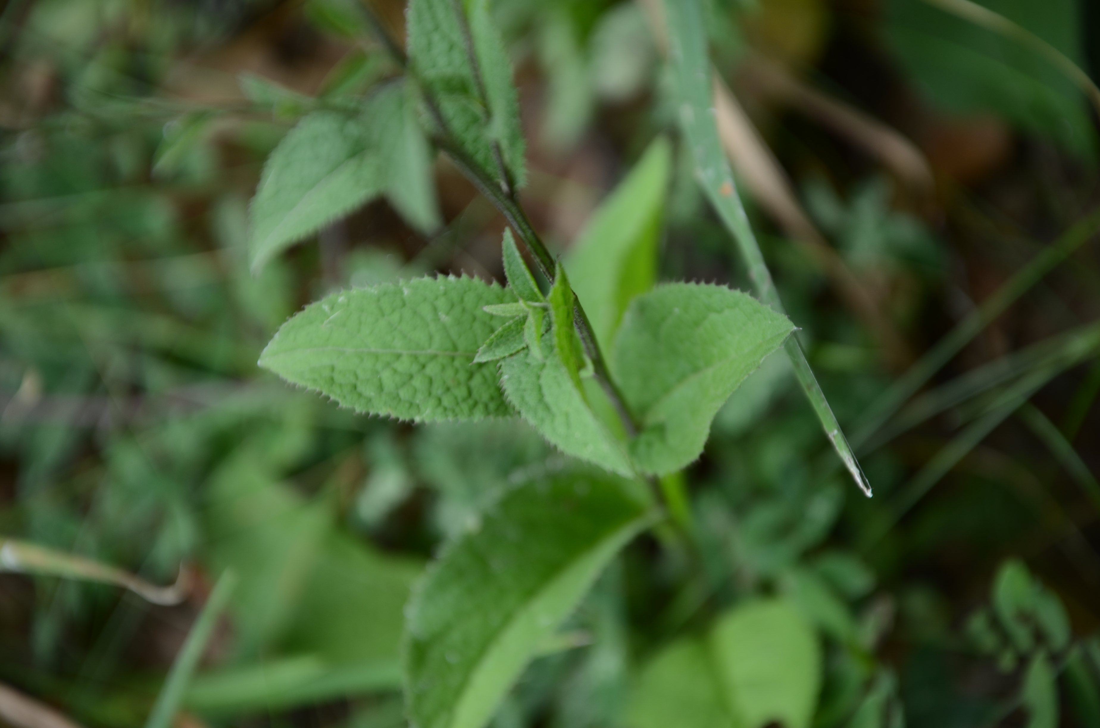 30072014234554 2593 art 1572 dsc 7108