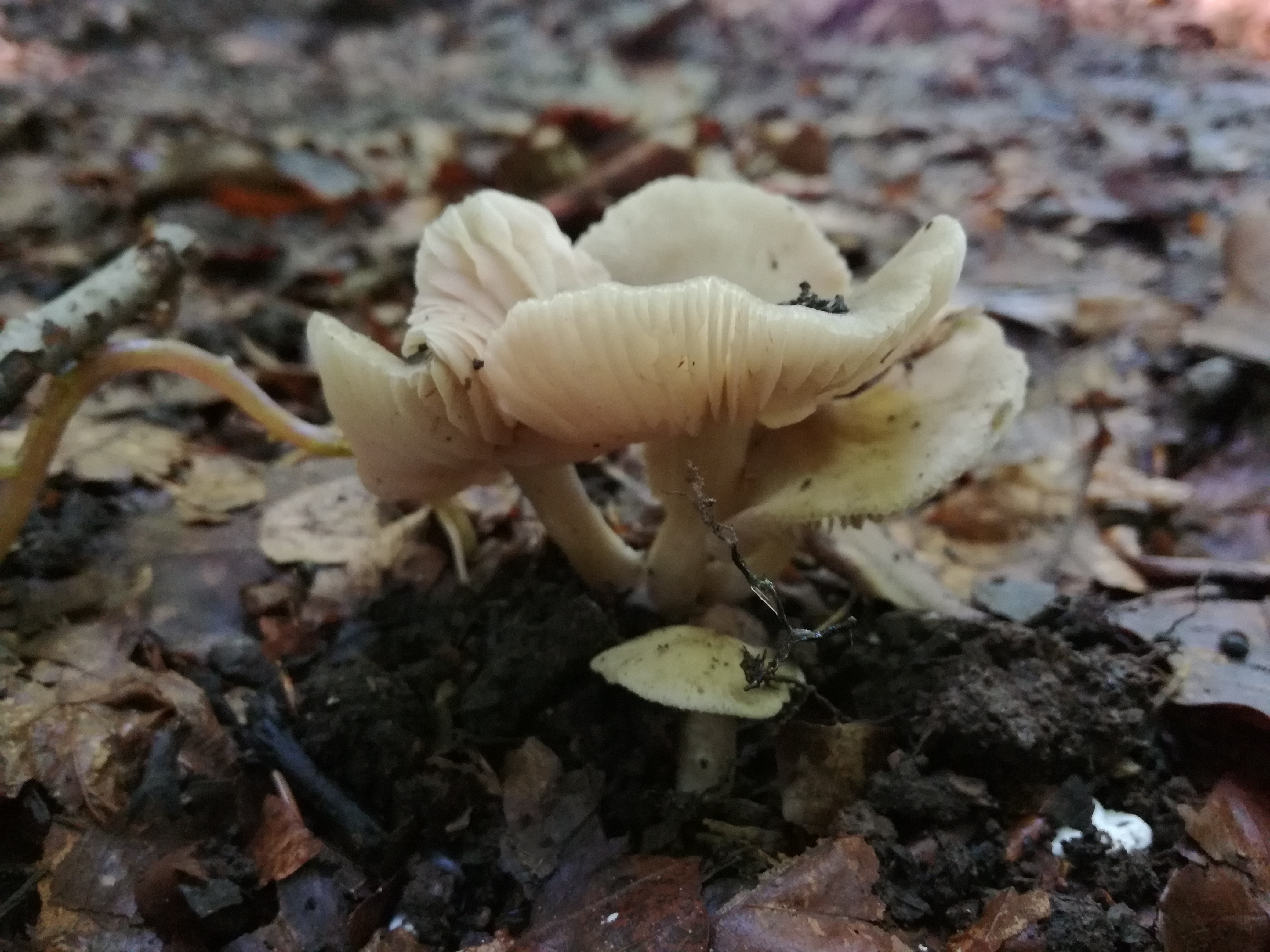 30072016104934 2880 art 1780 entoloma rhodopolium