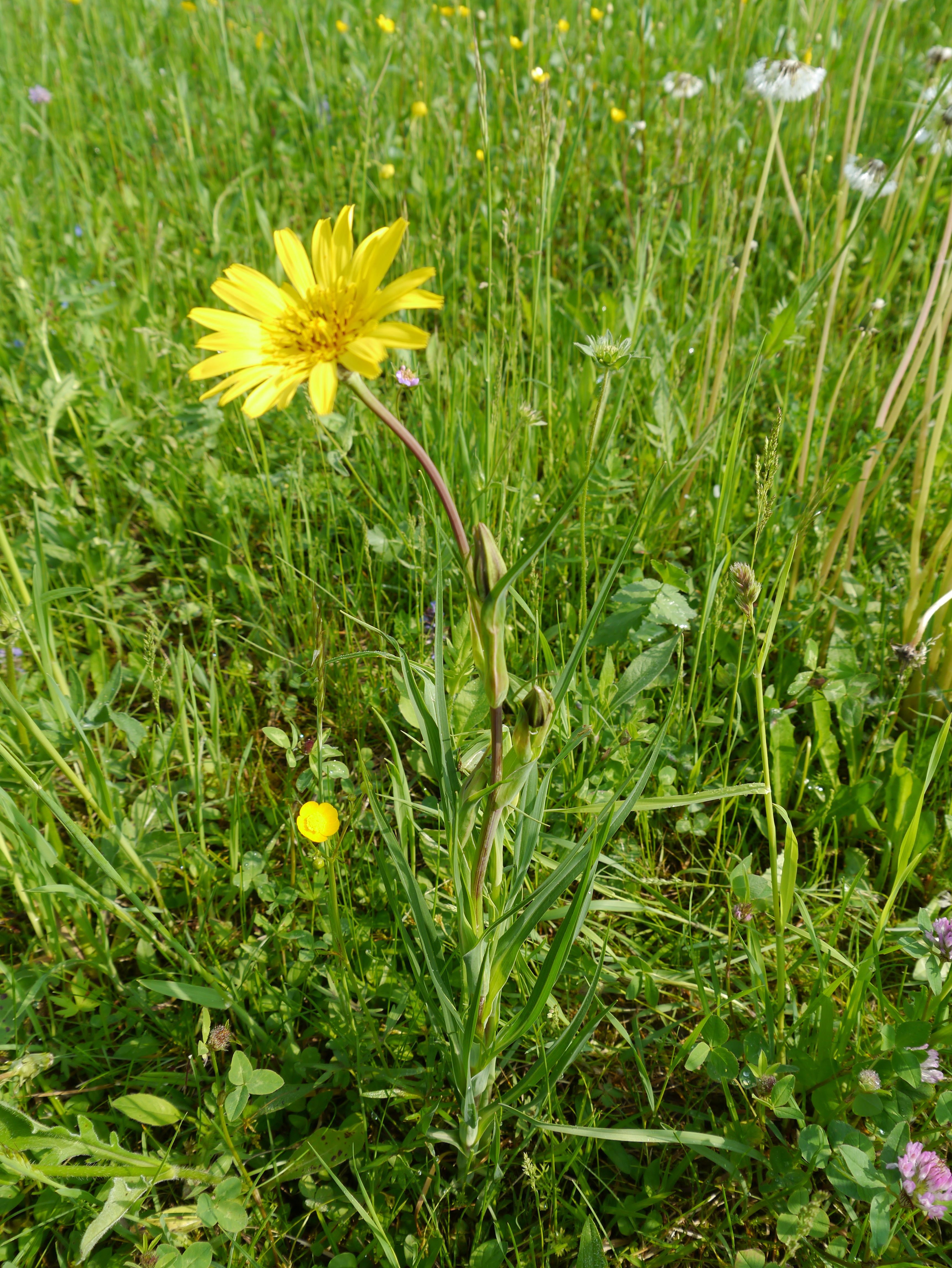 30082013091610 1711 art 1274 tragopogon orientalis2