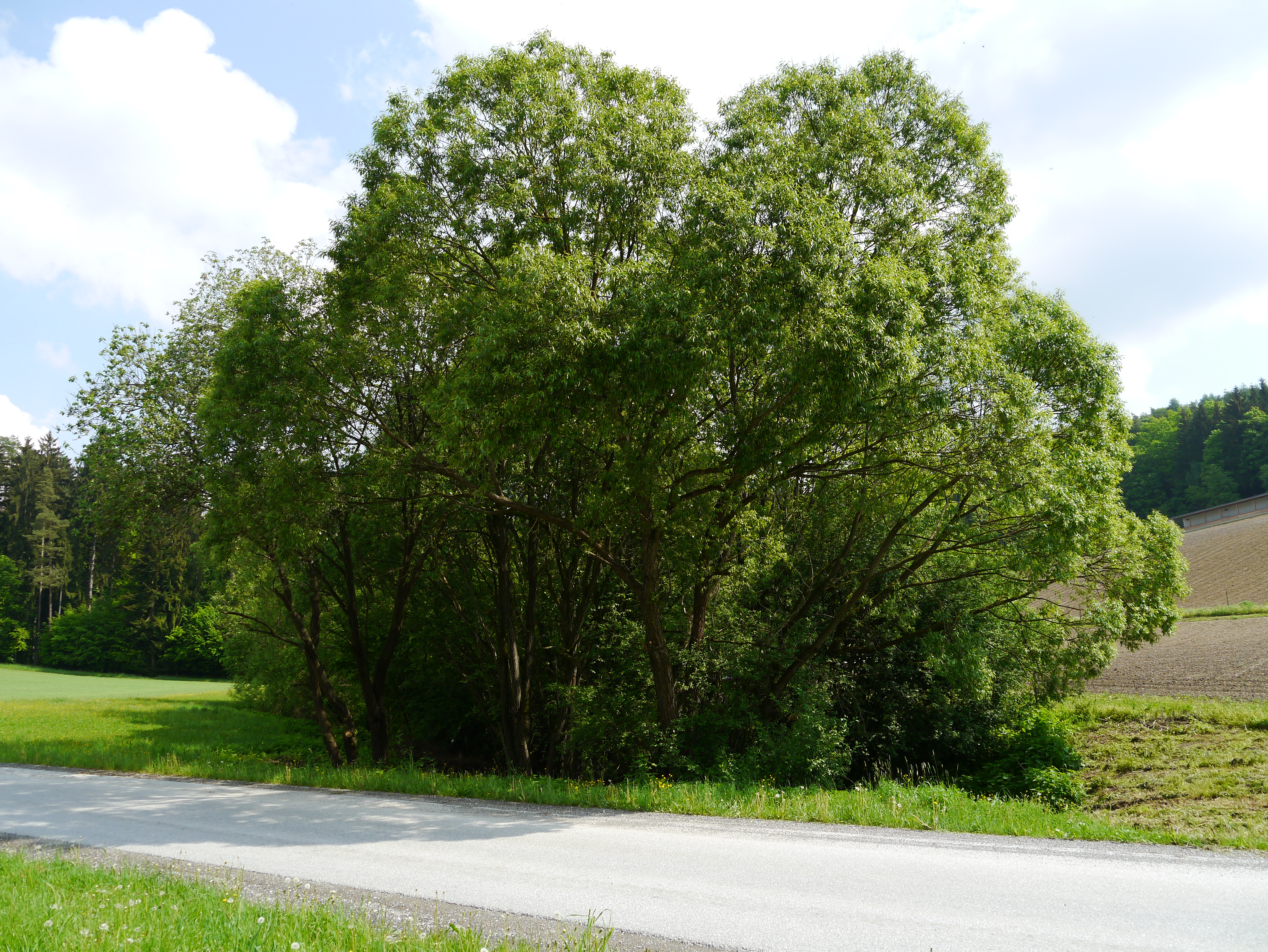 30082013094313 1712 art 1273 whzd ugs salix fragilis1