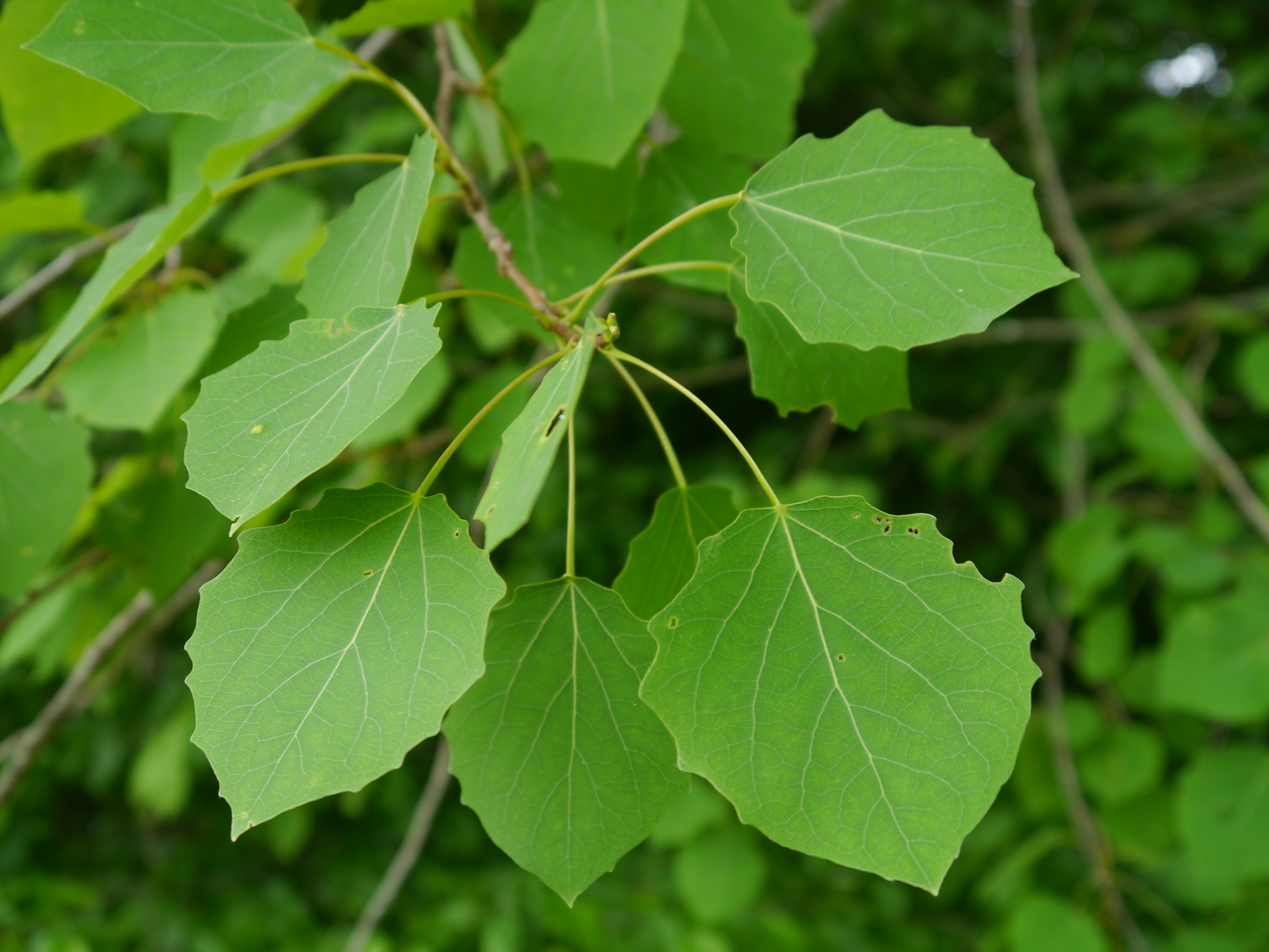 30082013101031 1713 art 1298 populus tremula1