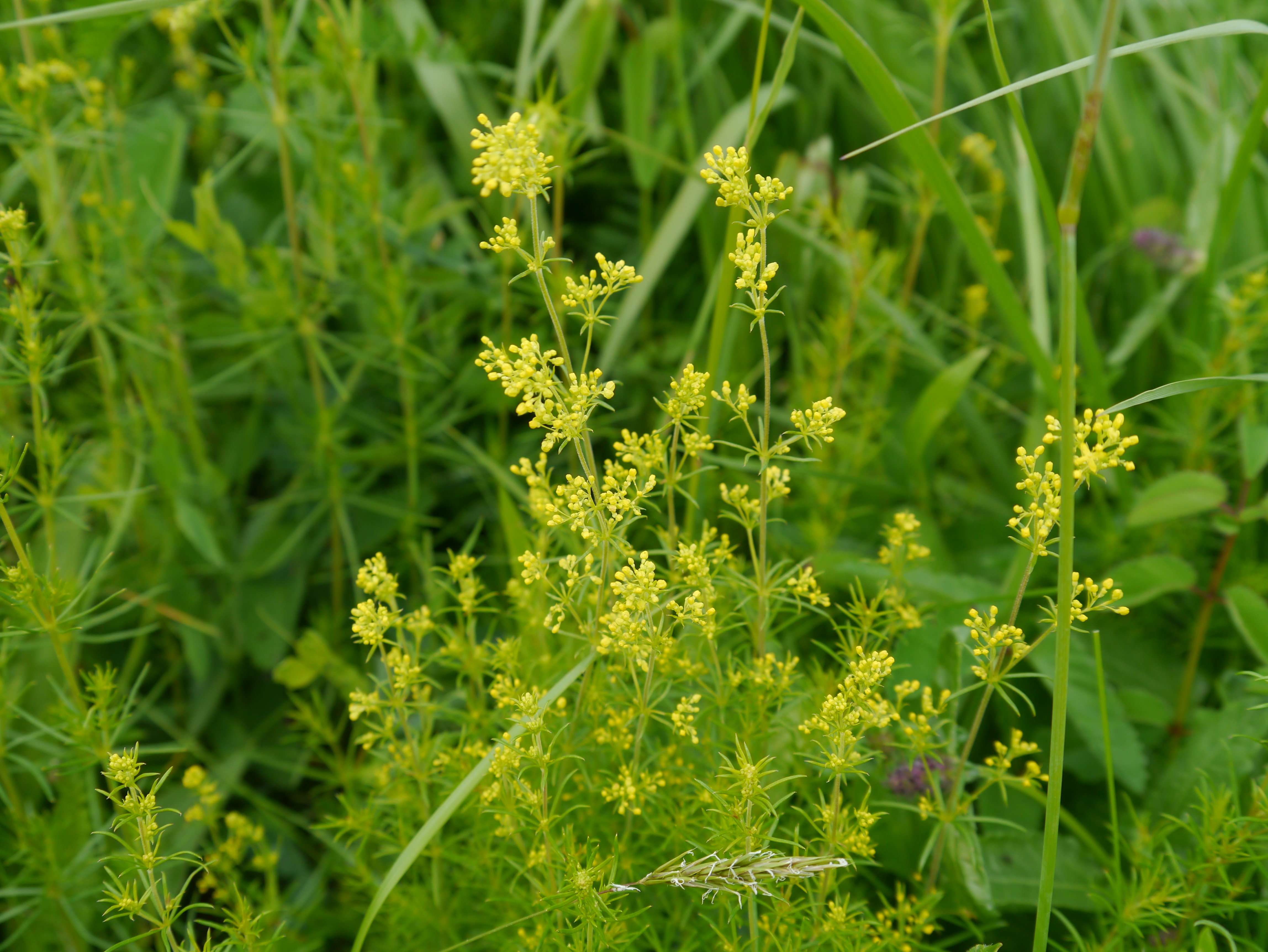 30082013131632 1714 art 1303 galium verum1