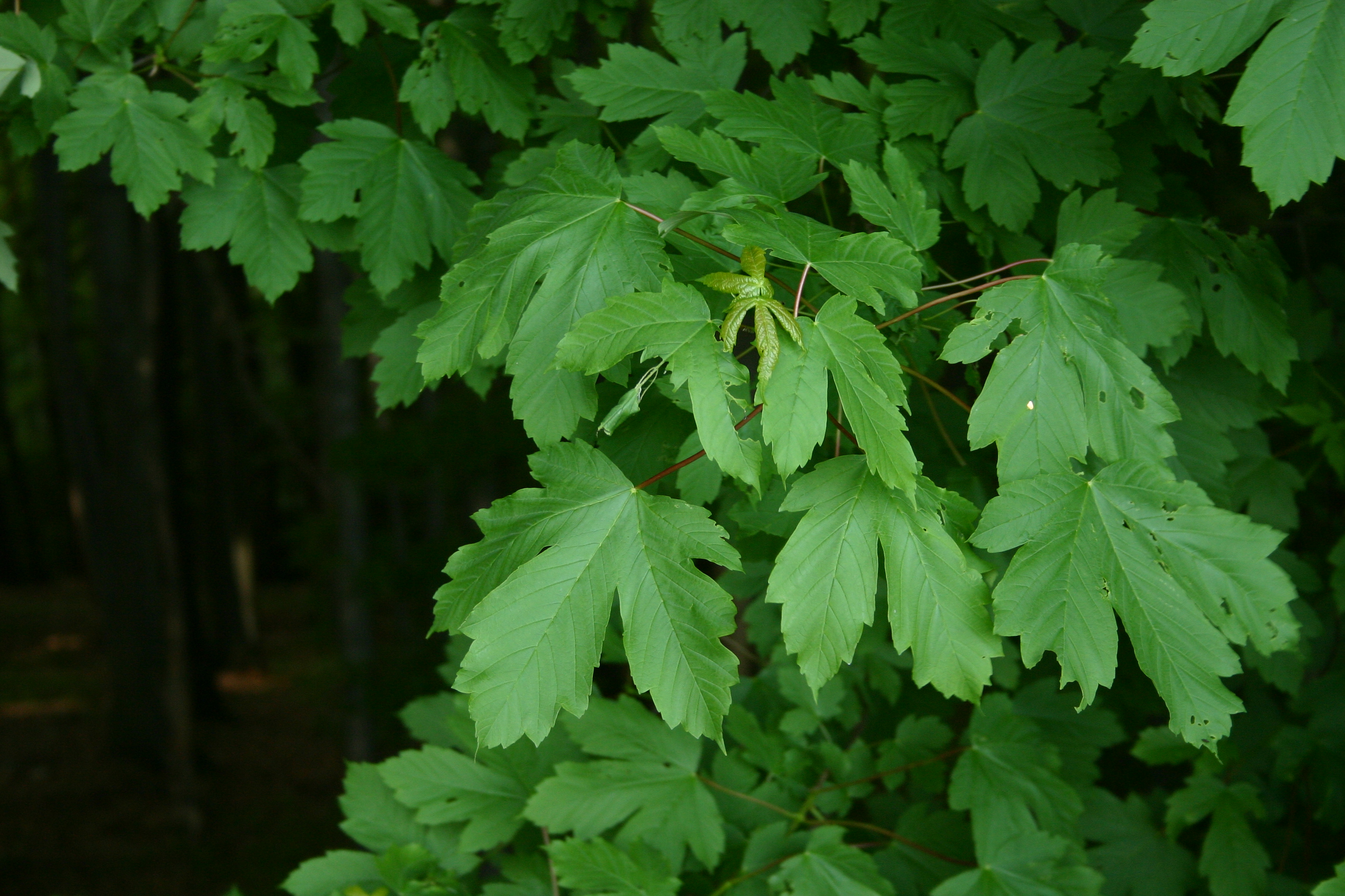 30082013182742 1715 art 1308 acer pseudoplatanus 11 05 05 079