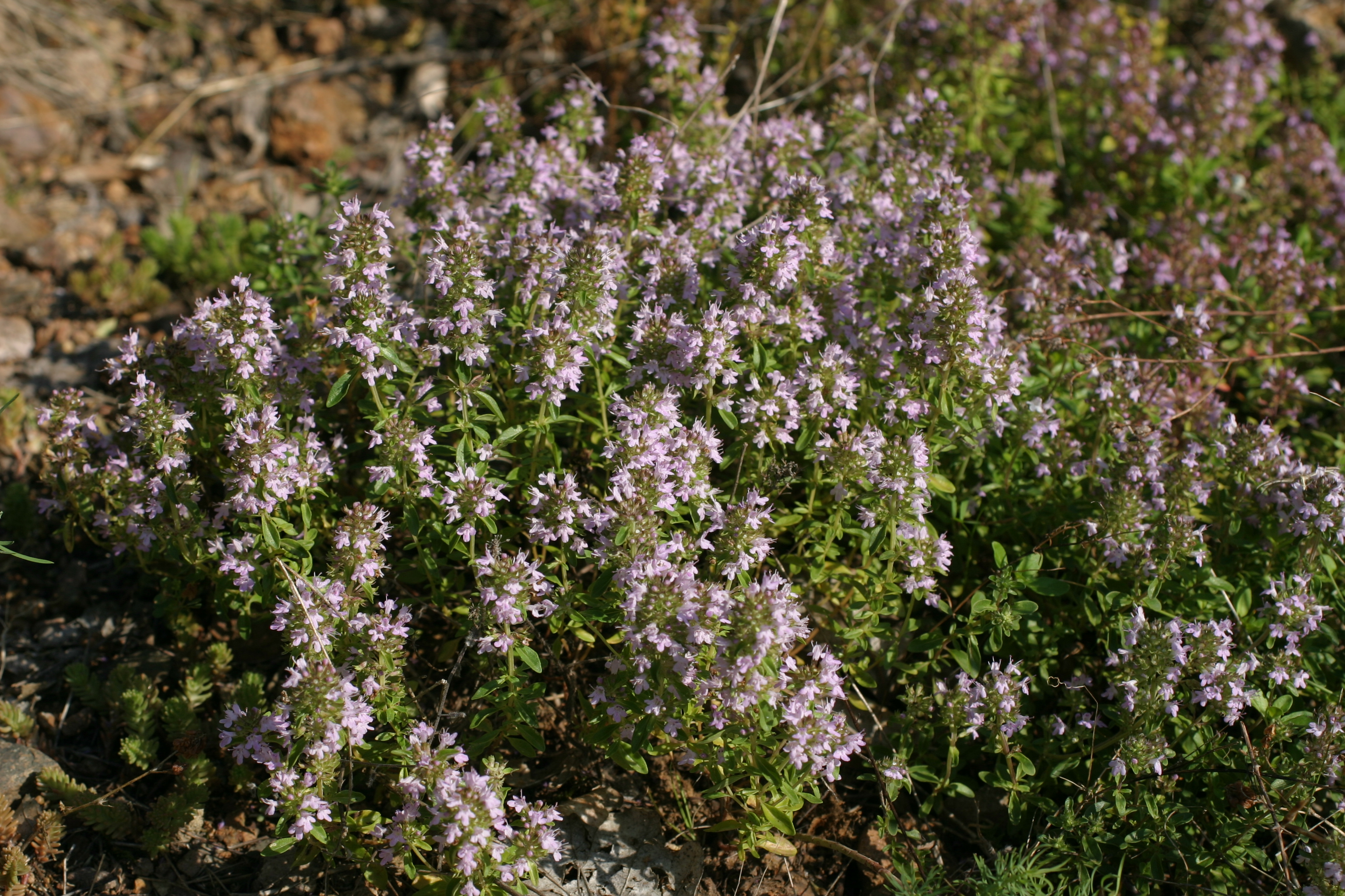 30082013183214 1717 art 1306 thymus pulegoides klausen img 2462