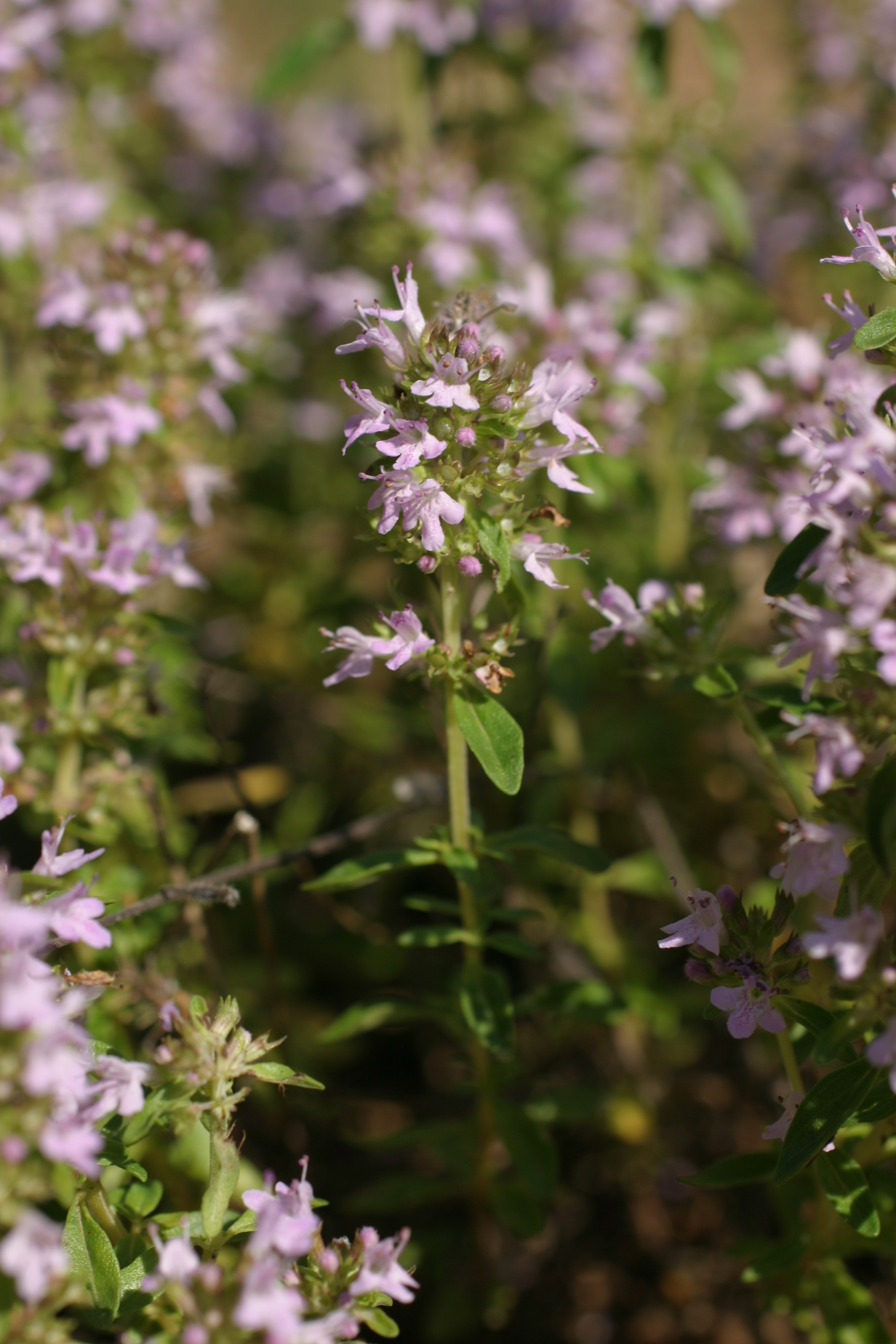 30082013183312 1718 art 1306 thymus pulegoides klausen img 2462 2