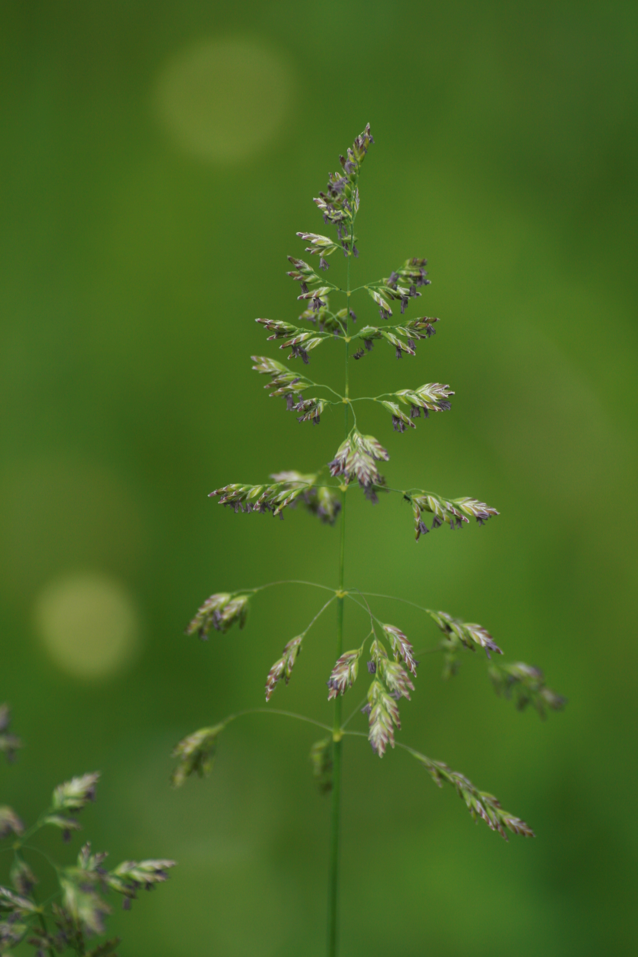 30082013183556 1720 art 1304 poa pratensis burgfried 01 29