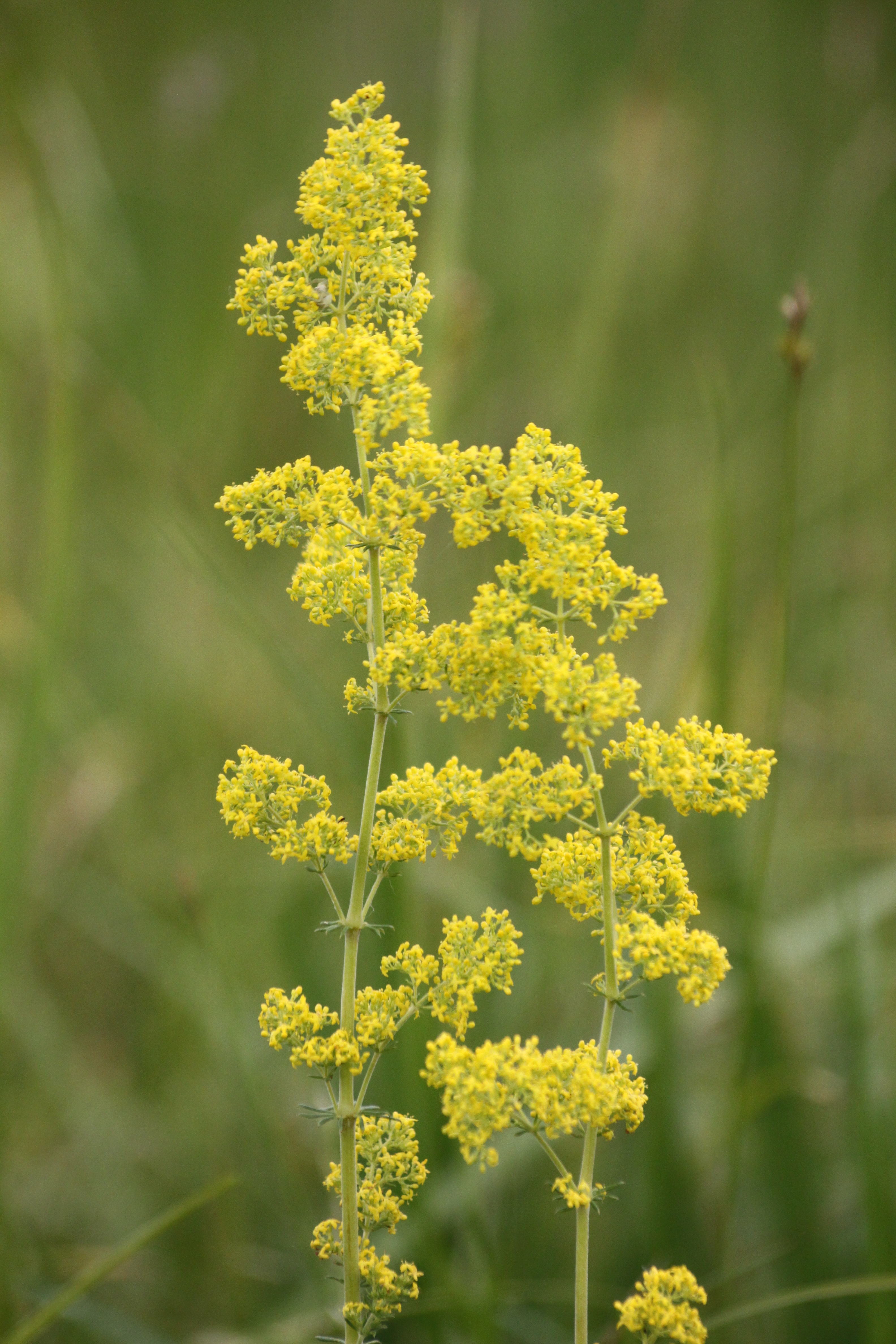 30082013185314 1721 art 1303 galium verum burgau sued 13 21