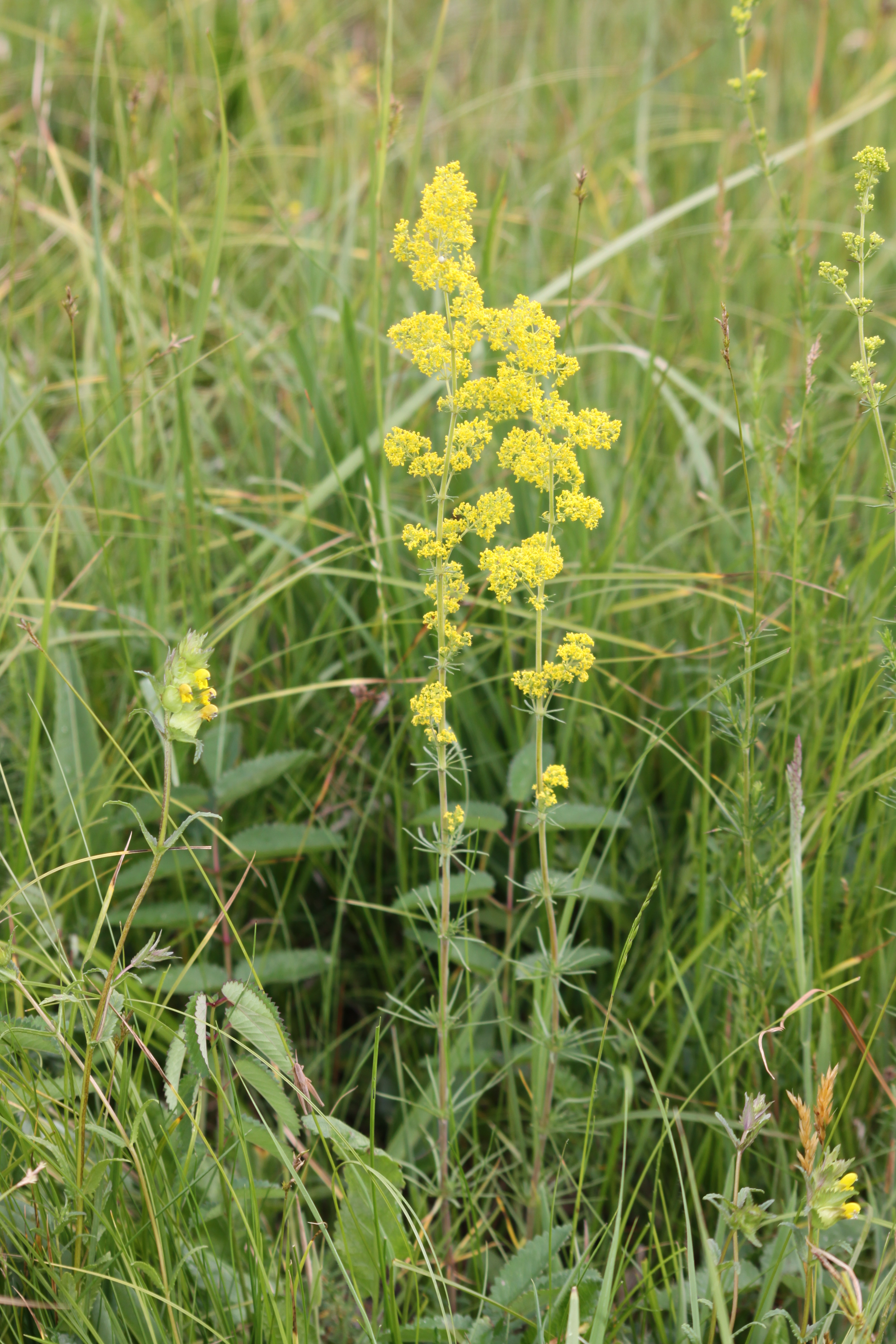 30082013185545 1722 art 1303 galium verum burgau sued 13 22