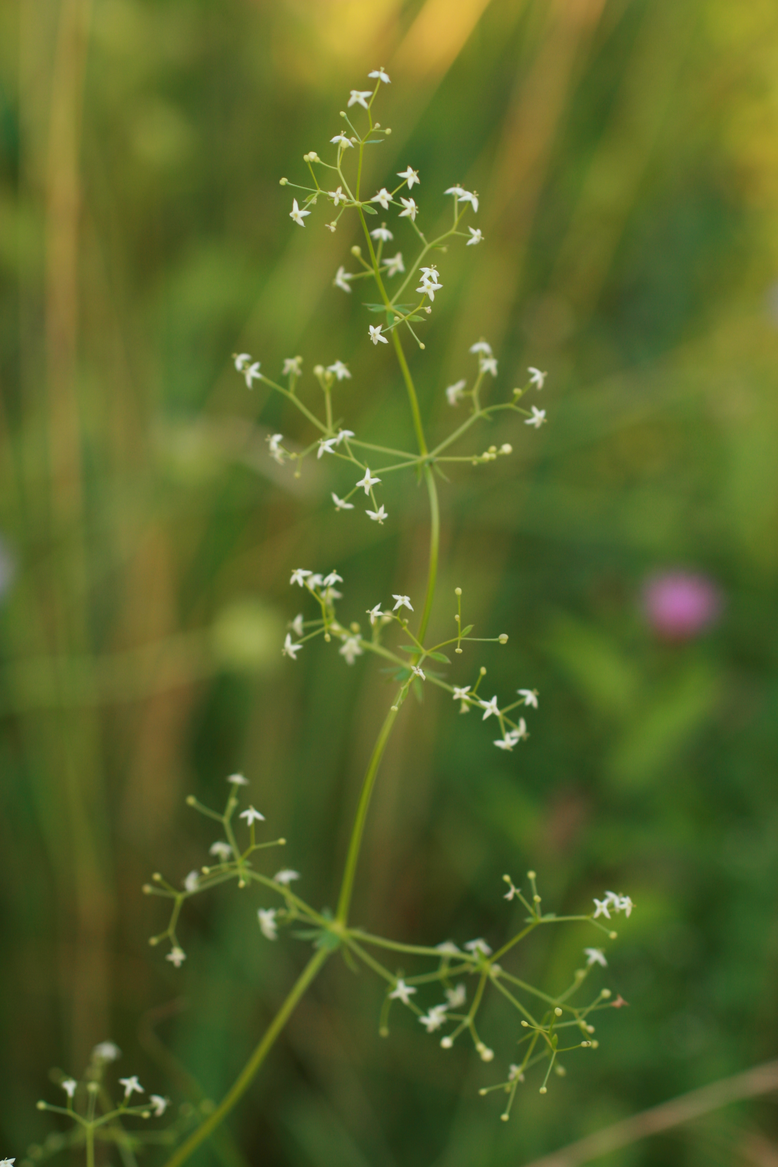 30082013185757 1723 art 1302 galium mollugo s str burgfried bild 063 21