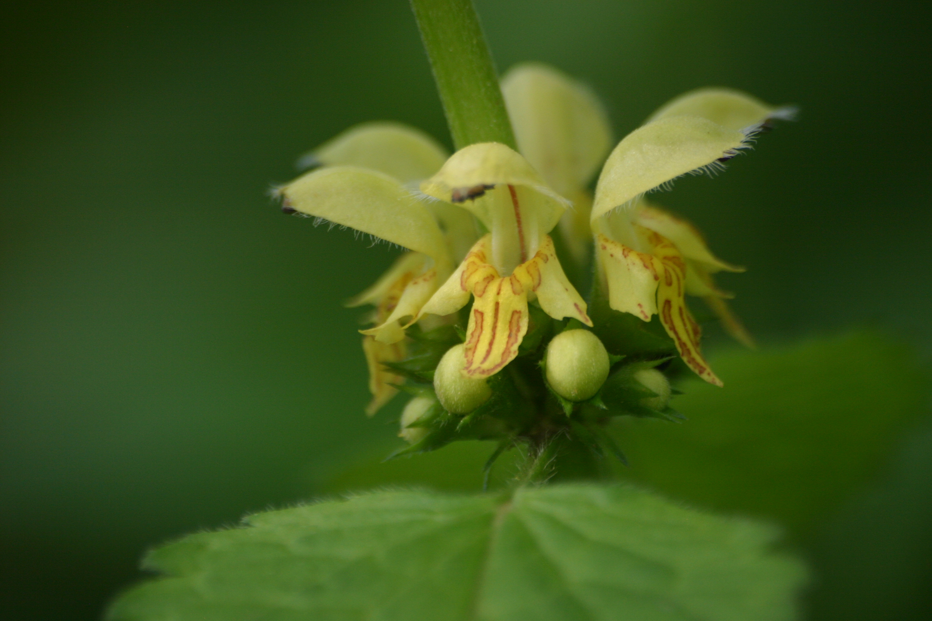 30082013190047 1724 art 1300 lamiastrum montanum werndf img 8741 2