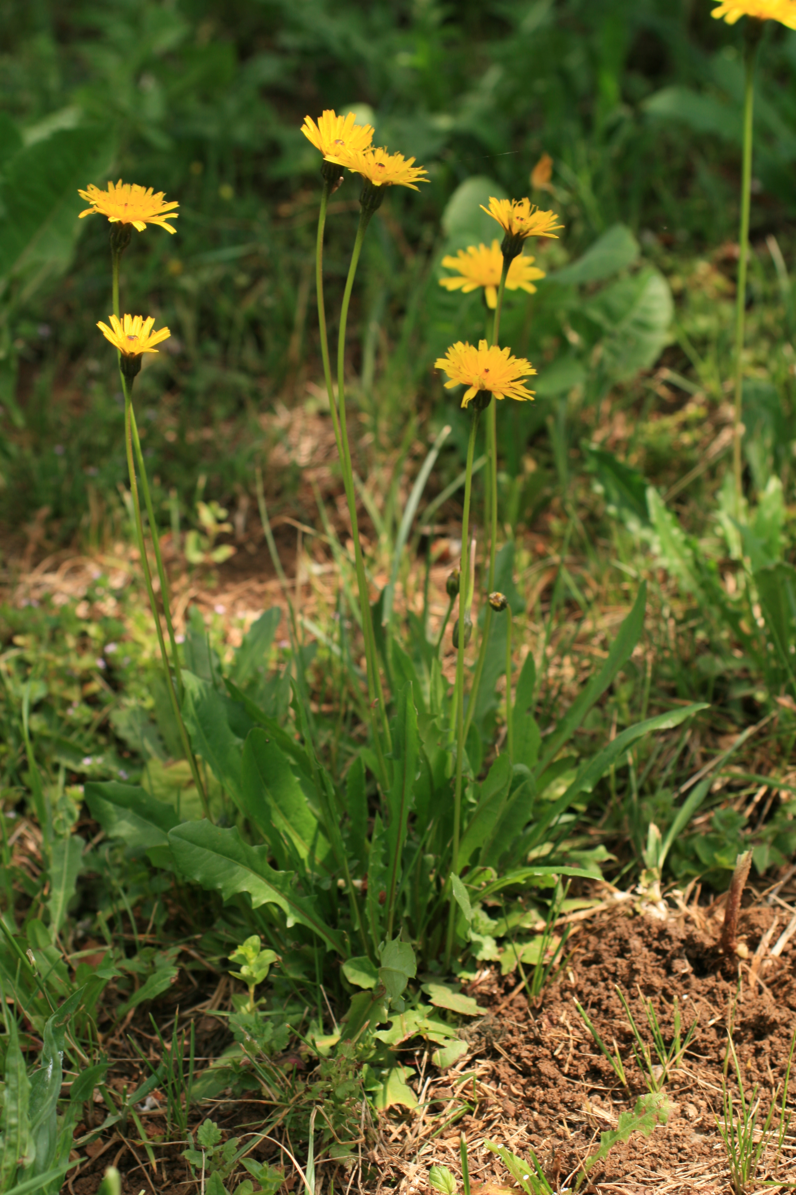 30082013190628 1725 art 1297 leontodon hispidus glabratus burgfried img 7861 5