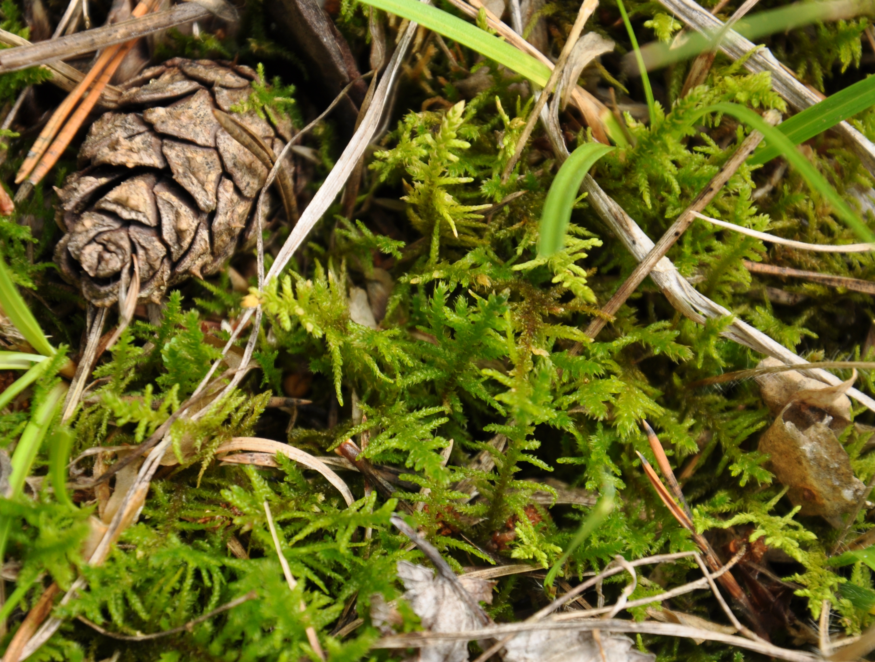 30082013204127 1726 art 1313 abietinella dsc 0767